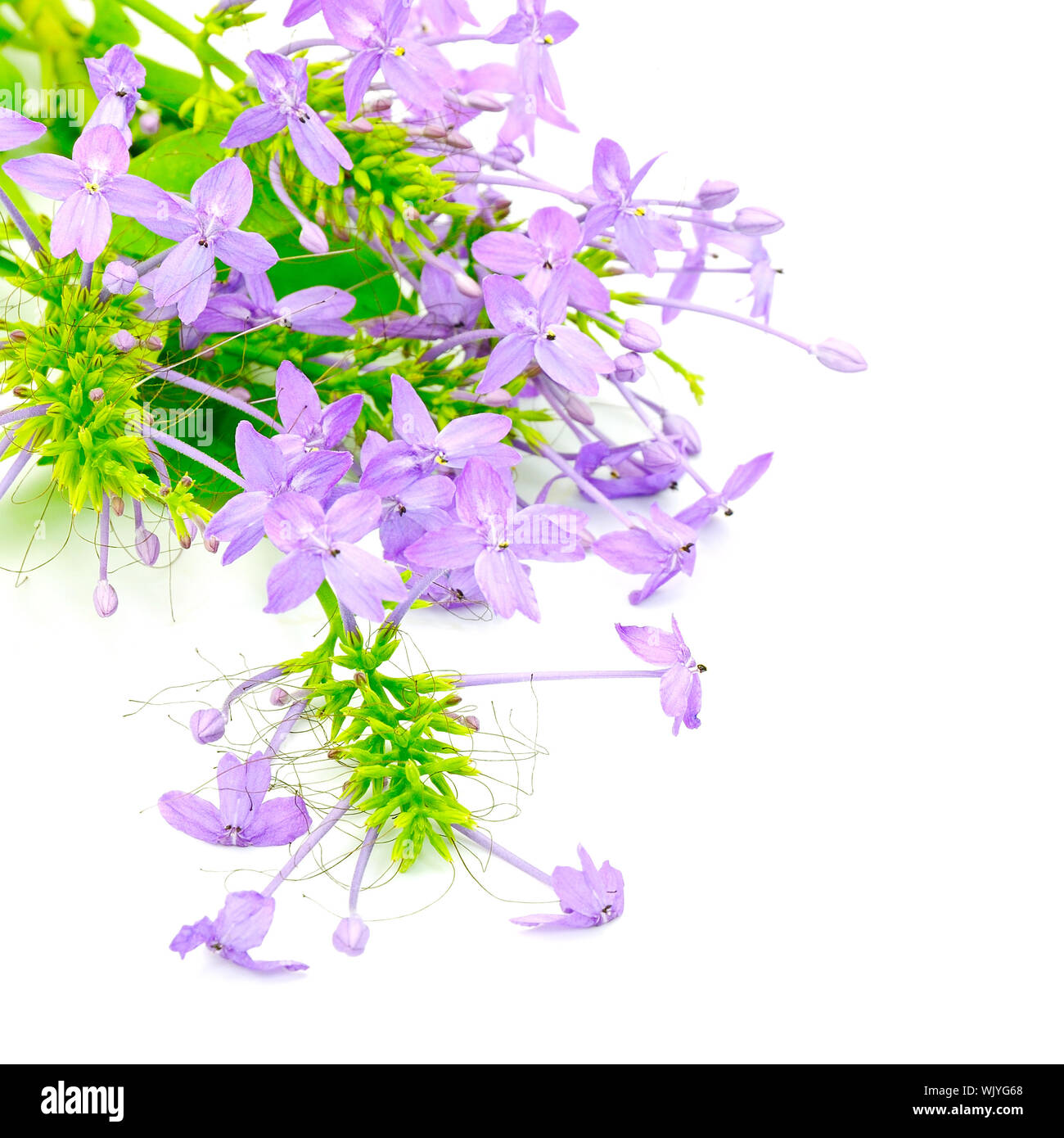 Violet ixora hi-res stock photography and images - Alamy