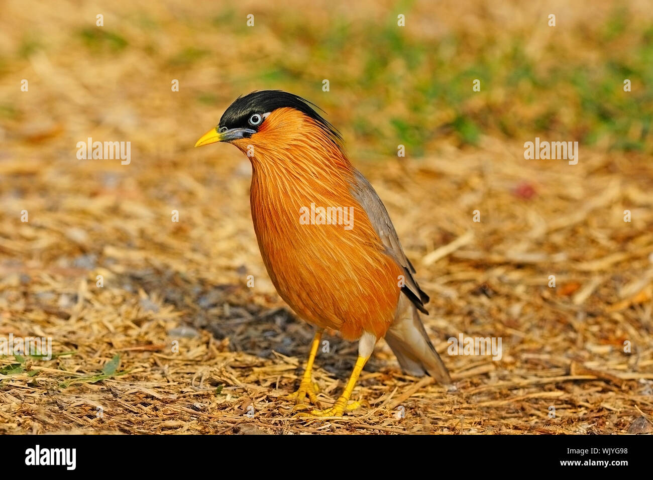 Beautiful Starling, Brahminy Starling (Sturnus pagodarum) Stock Photo