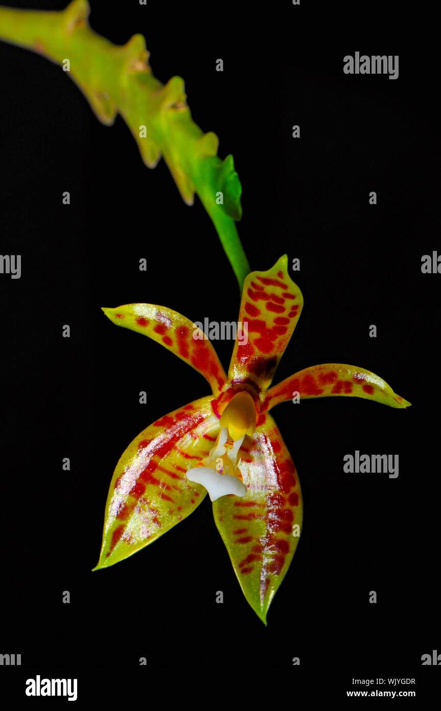 Yellow and spotted Phalaenopis, Phalaenopsis cornu-cervi Stock Photo