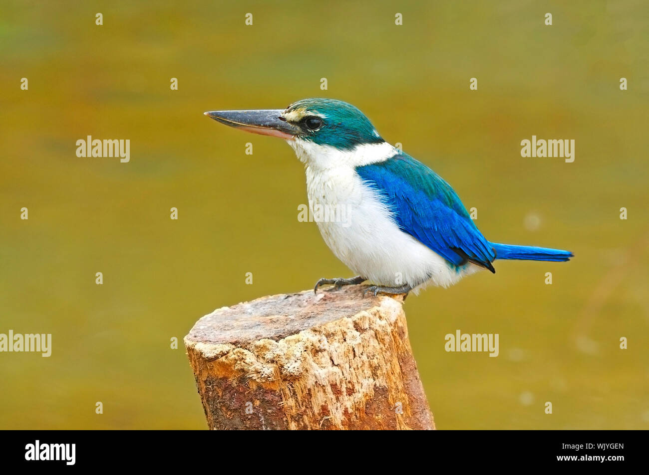 Blue and white Kingfisher, Sacred Kingfisher (Todiramphus sanctus), sitting and resting on the stump Stock Photo