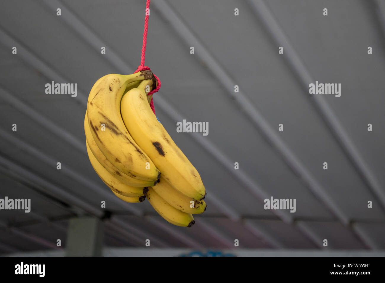 Bananas hanging on the rope. Blurred background Stock Photo Alamy
