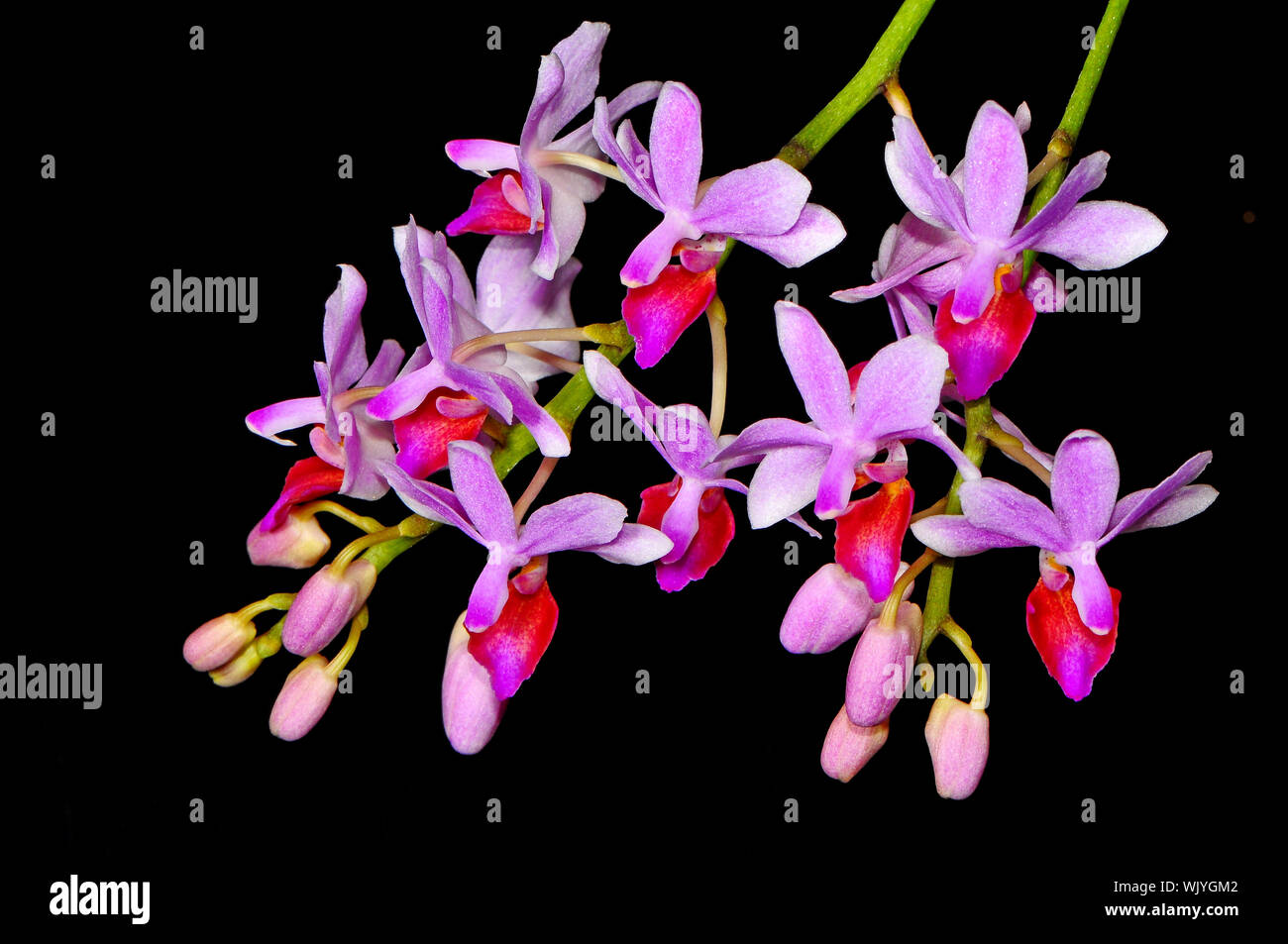 Miniature orchid, Phalaenopsis hybrid Stock Photo