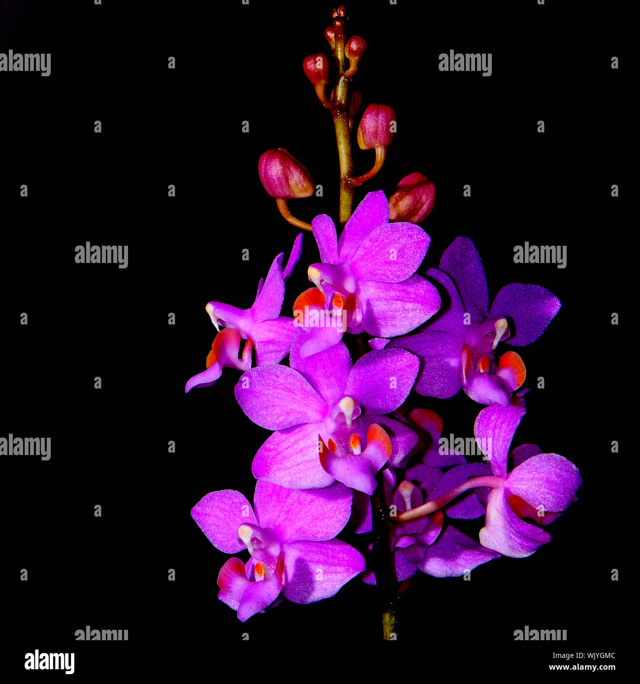 Beautiful orchid, Phalaenopsis hybrid Stock Photo