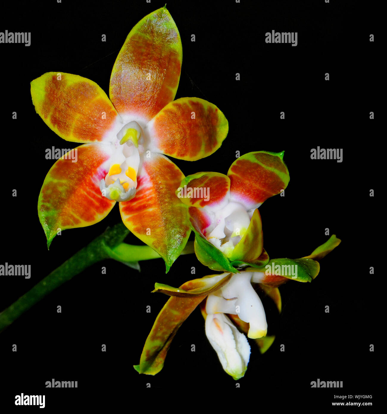 Colorful yellow and red orchid, Phalaenopsis hieroglyphica Stock Photo