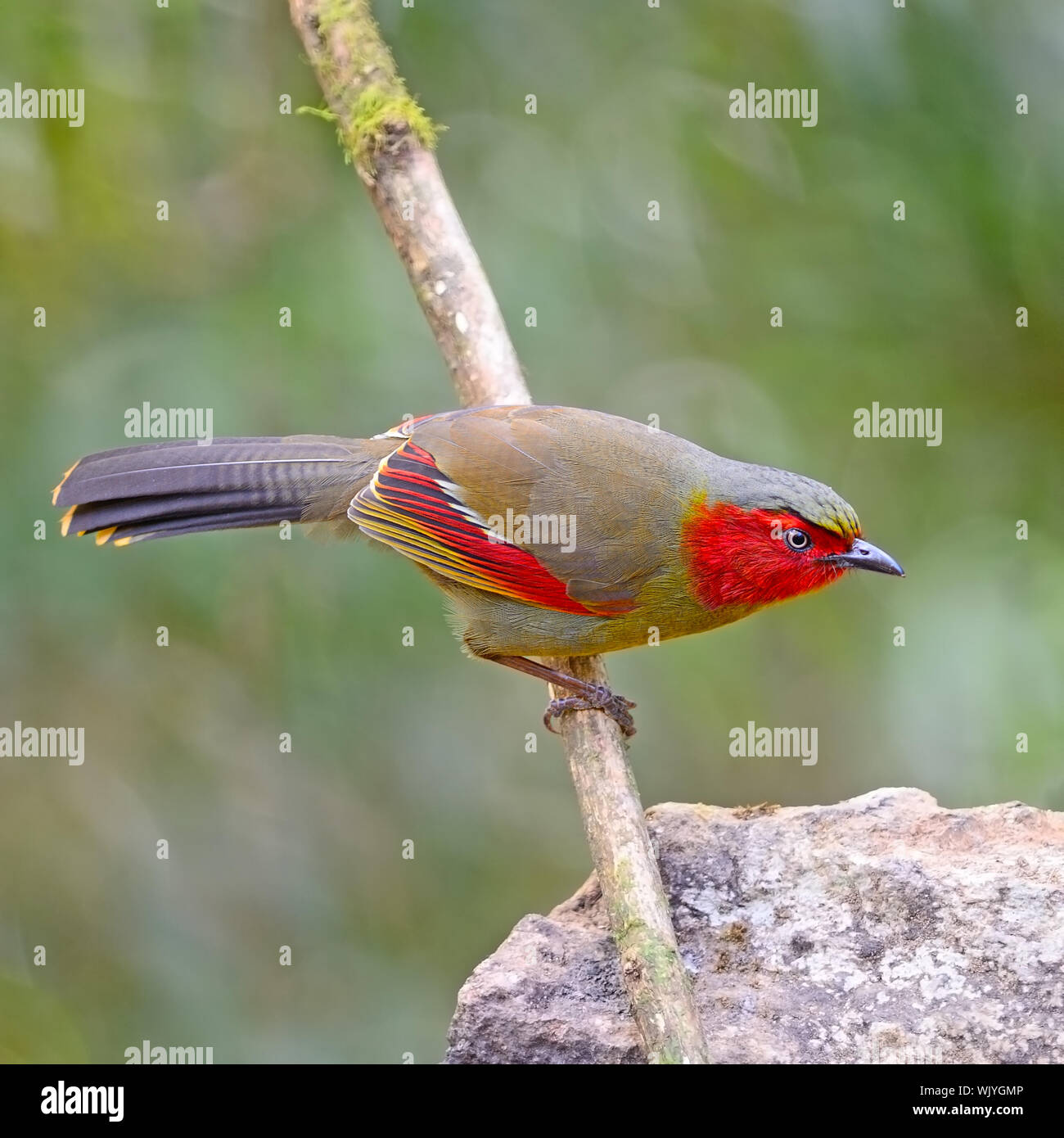 Red-faced bird, Scarlet-faced Liocichla (Liocichla ripponi) Stock Photo