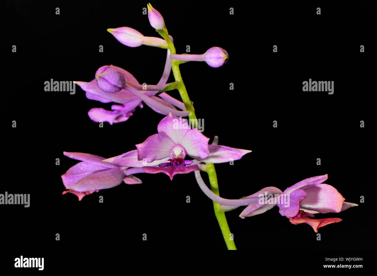 Purple ground orchid of Calanthe, Calanthe sylvatica Stock Photo