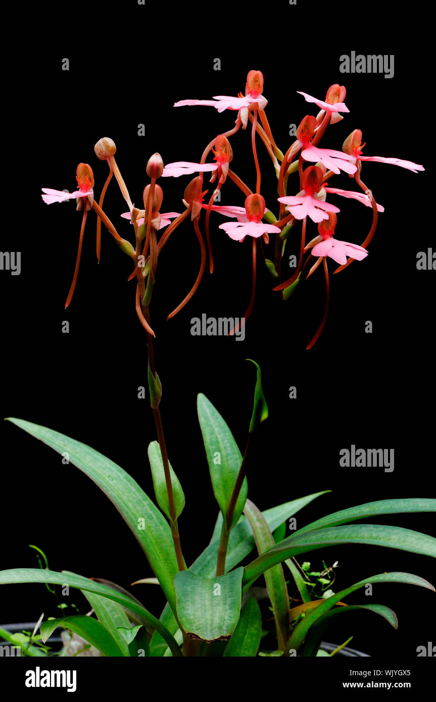Ground orchid, Habenaria rhodocheila (pink form) Stock Photo