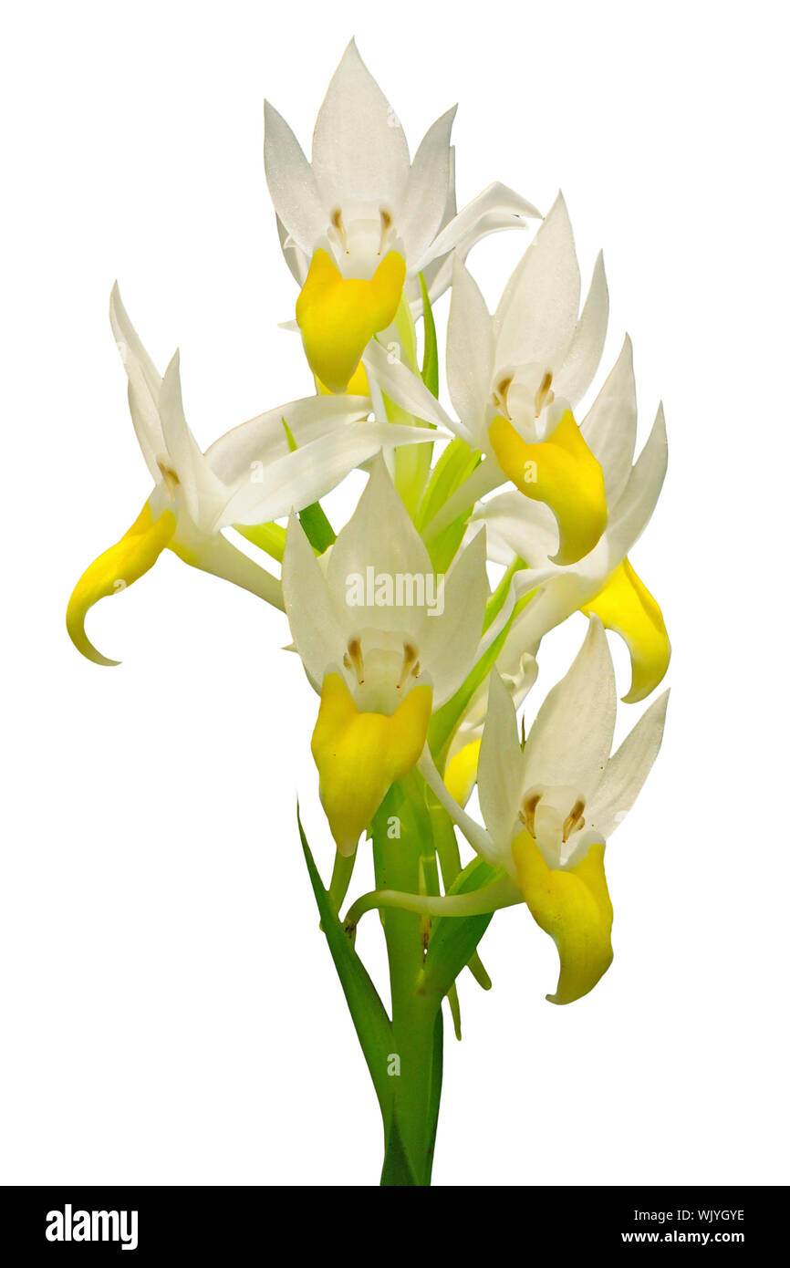 terrestrial orchid, Pectelis sagarikii, isolated on white background Stock Photo