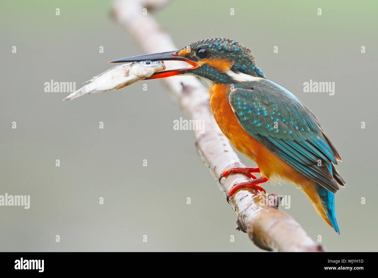 Beautiful female Common Kingfisher (Alcedo athis) with fish in her mouth Stock Photo