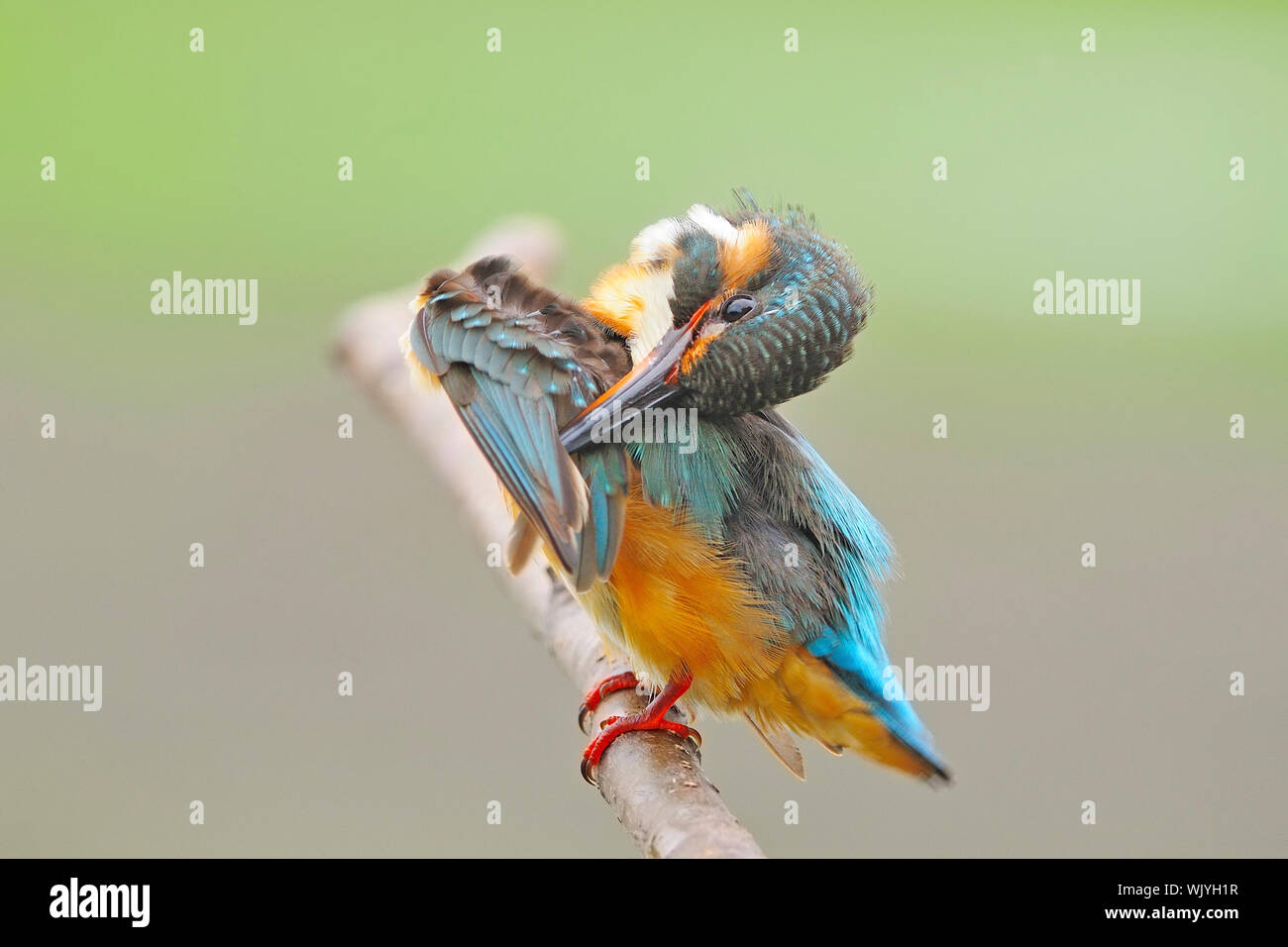 For feathering, female Common Kingfisher (Alcedo athis) sitting on a branch Stock Photo
