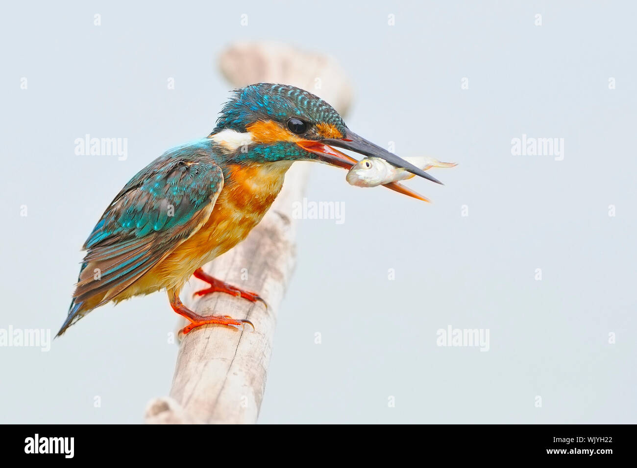 Female Common Kingfisher (Alcedo athis) with fish on a branch Stock Photo