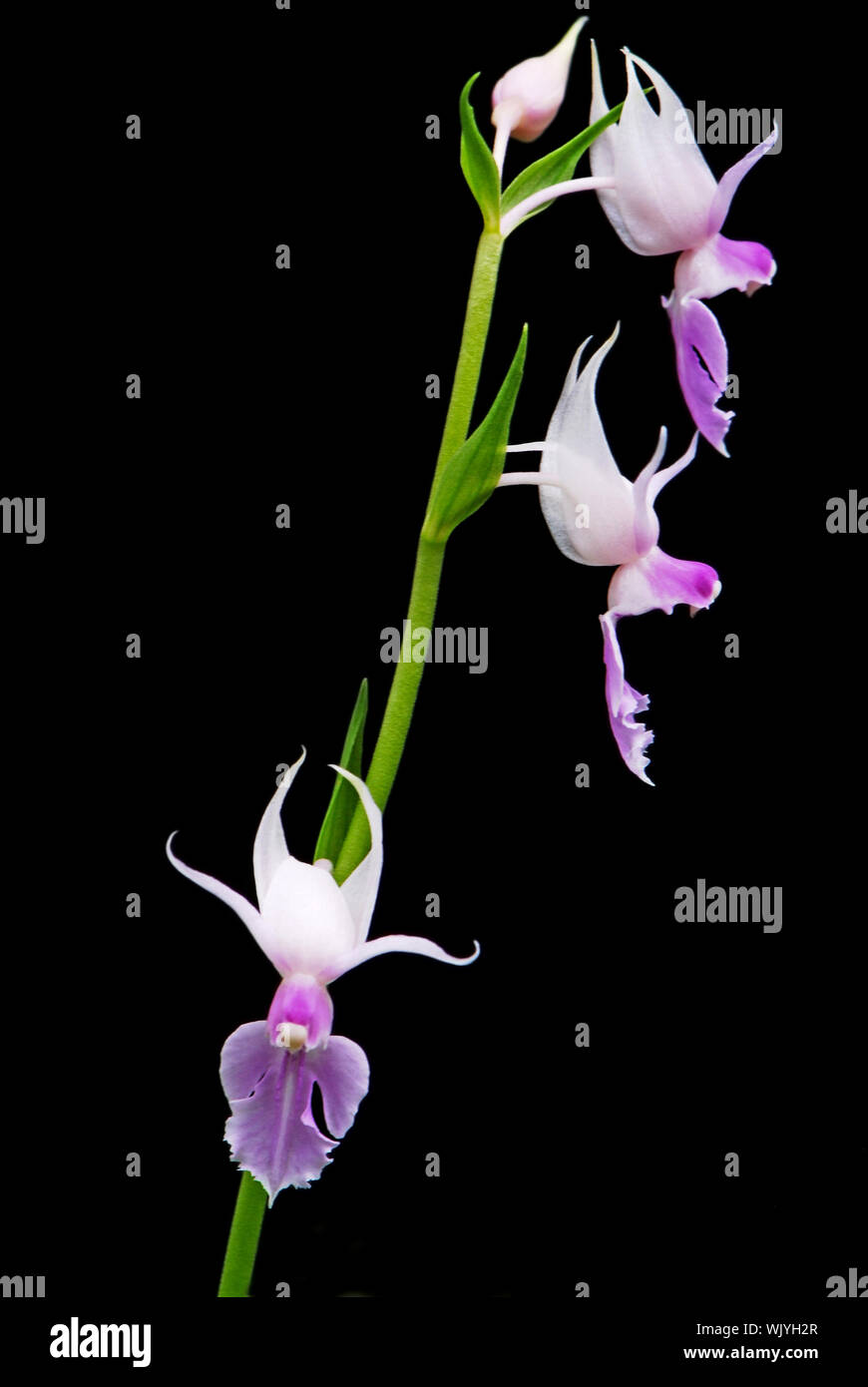 Purple ground orchid, Calanthe reflexa Stock Photo Alamy
