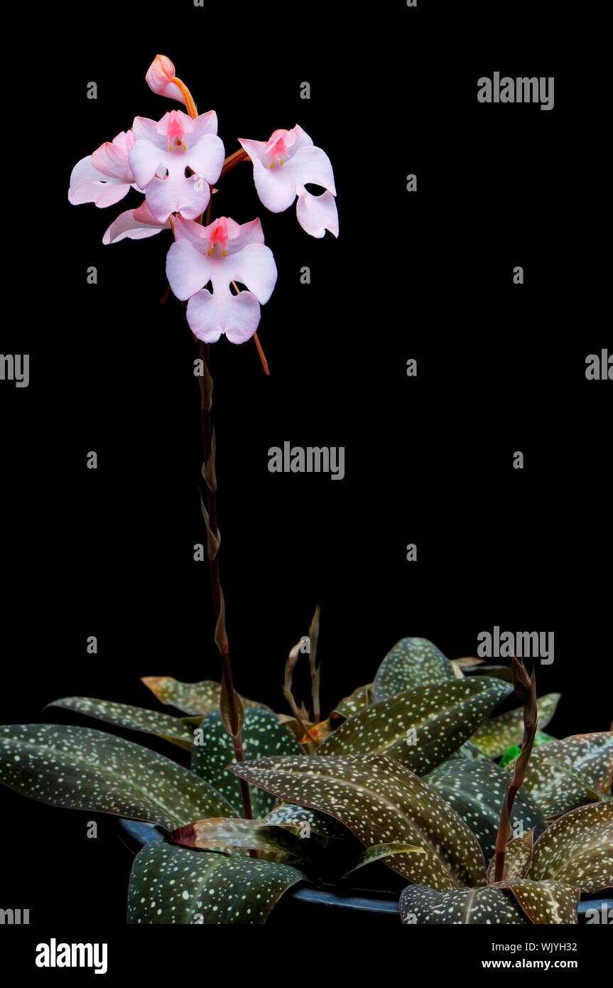 Ground orchid, Habenaria carnae Stock Photo