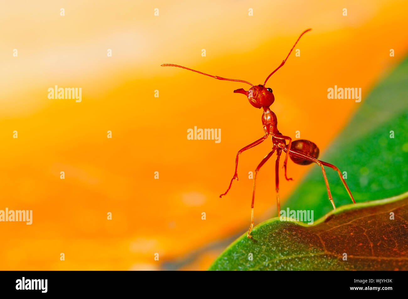 Red ant with orange background Stock Photo Alamy