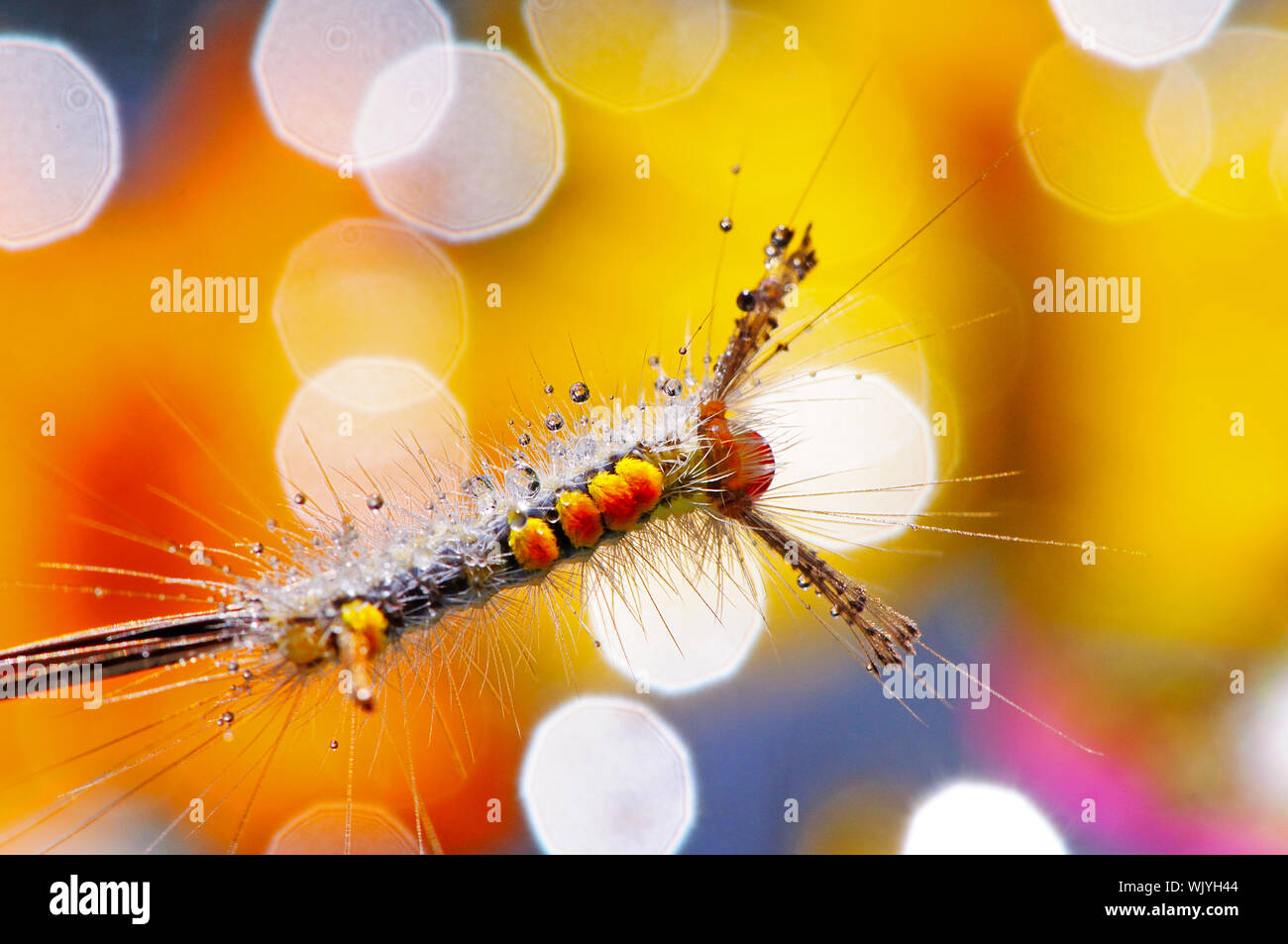 Hairy caterpillar on beautiful background Stock Photo