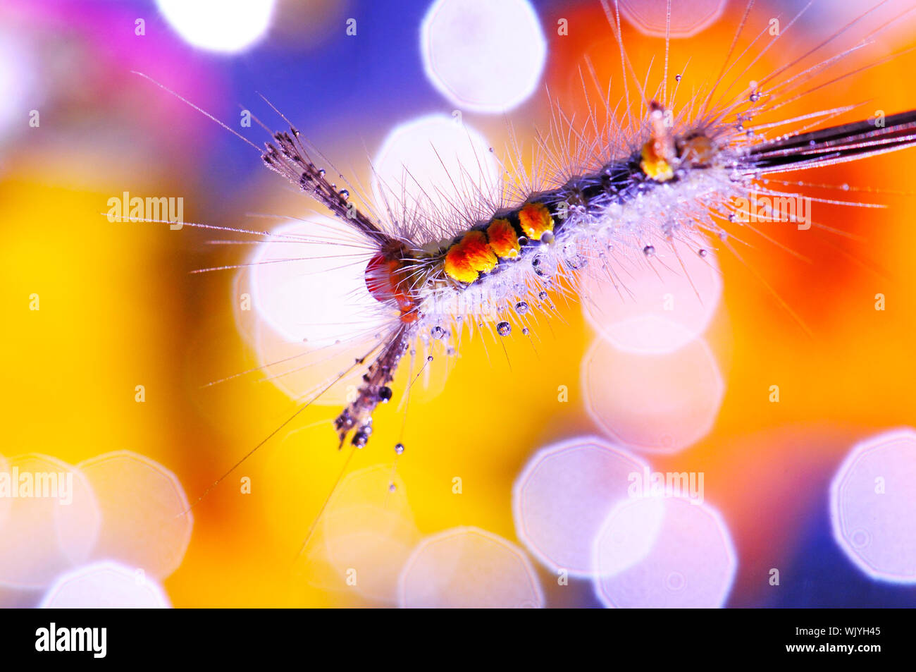 Beautiful caterpillar on beautiful background Stock Photo
