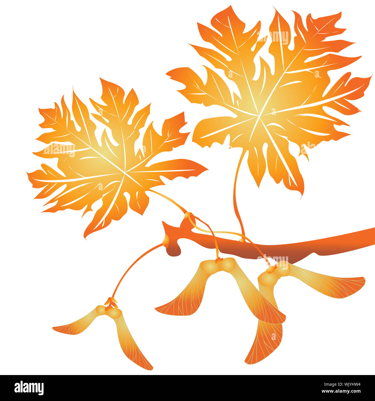 Maple tree seeds and leafs over white background Stock Photo