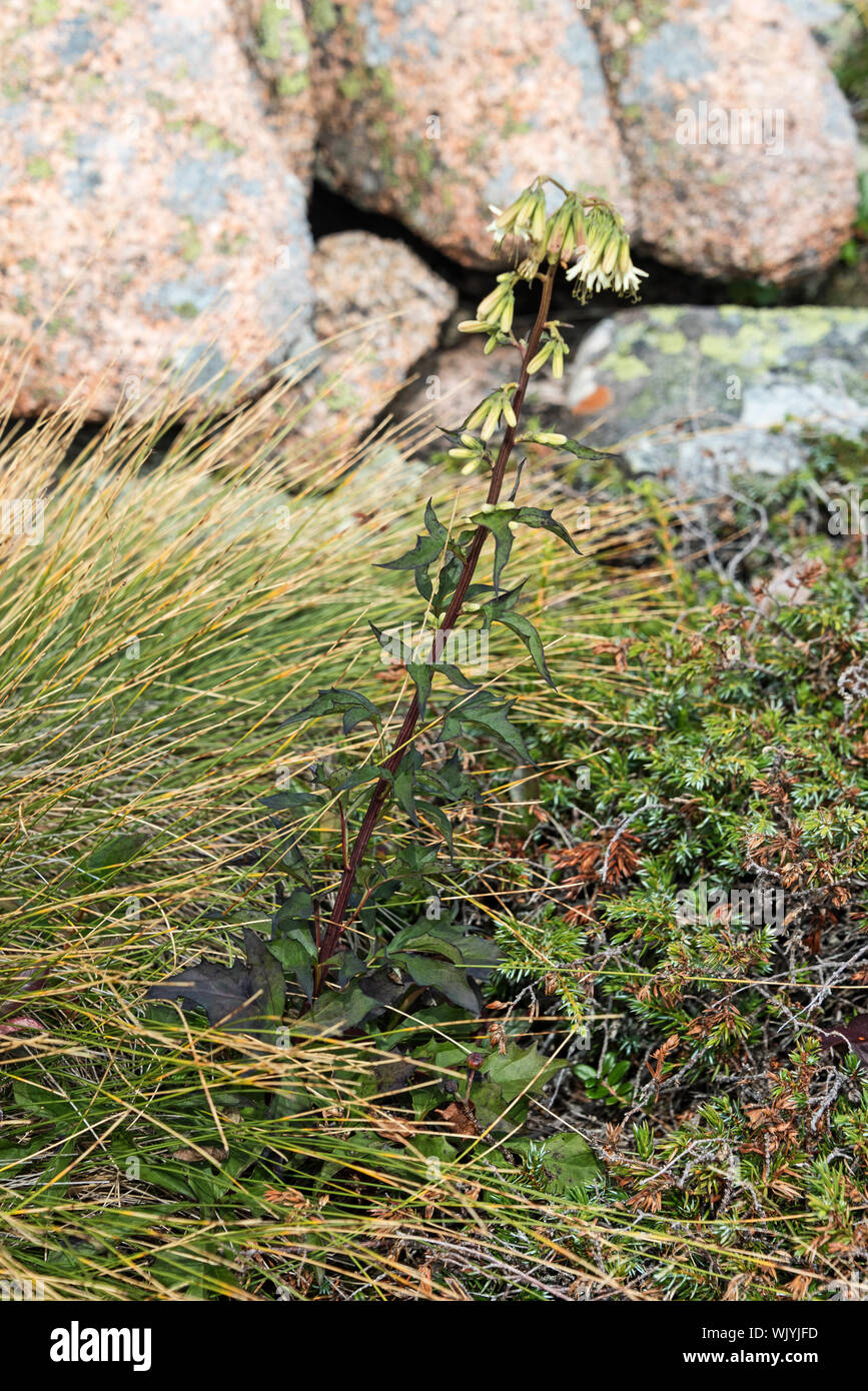 Tall Rattlesnake-root (Nabalus trifoliolatus) and Tufted  Club-rush (Trichophorum cespitosum) on the South Ridge of Cadillac Mountain, Acadia National Stock Photo