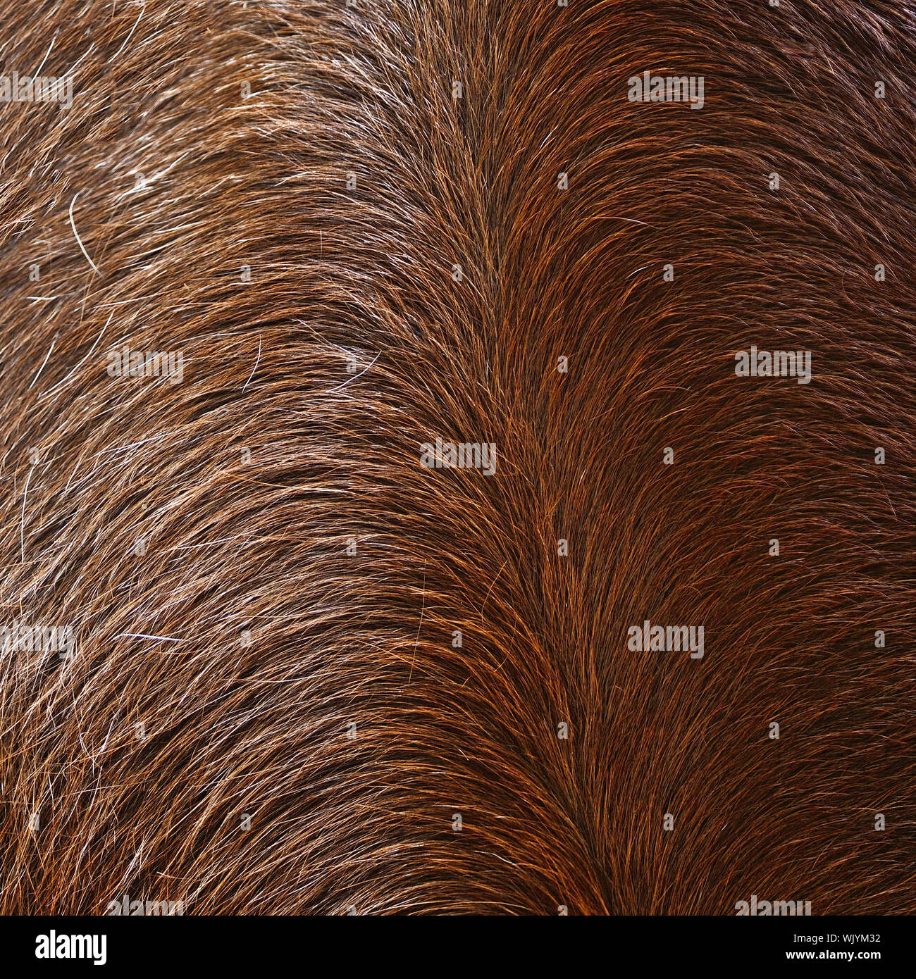 Licol pour cheval Harry's Horse Lyrics Quotes HARRYS HORSE
