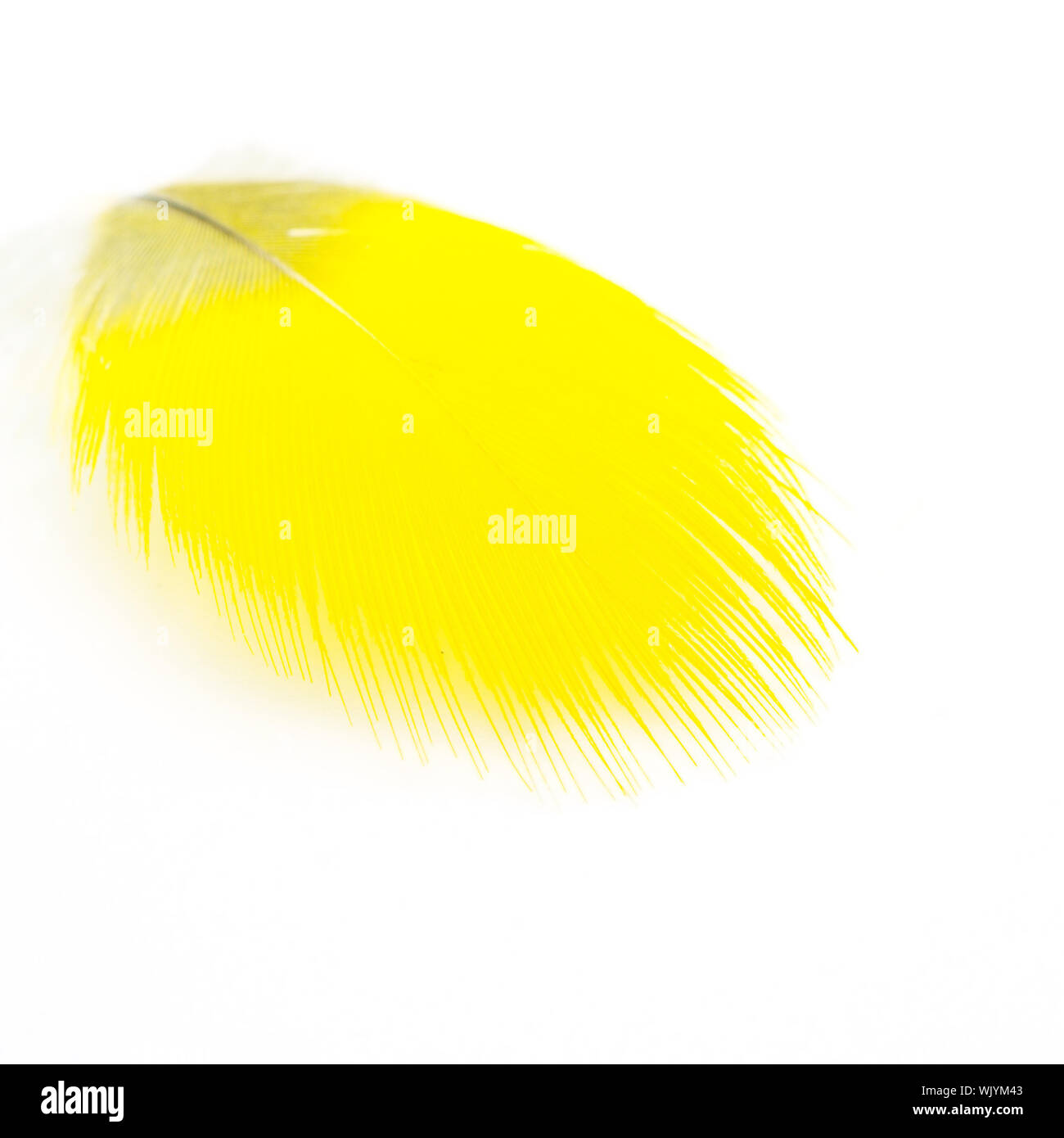 Yellow feather isolated on white Stock Photo Alamy