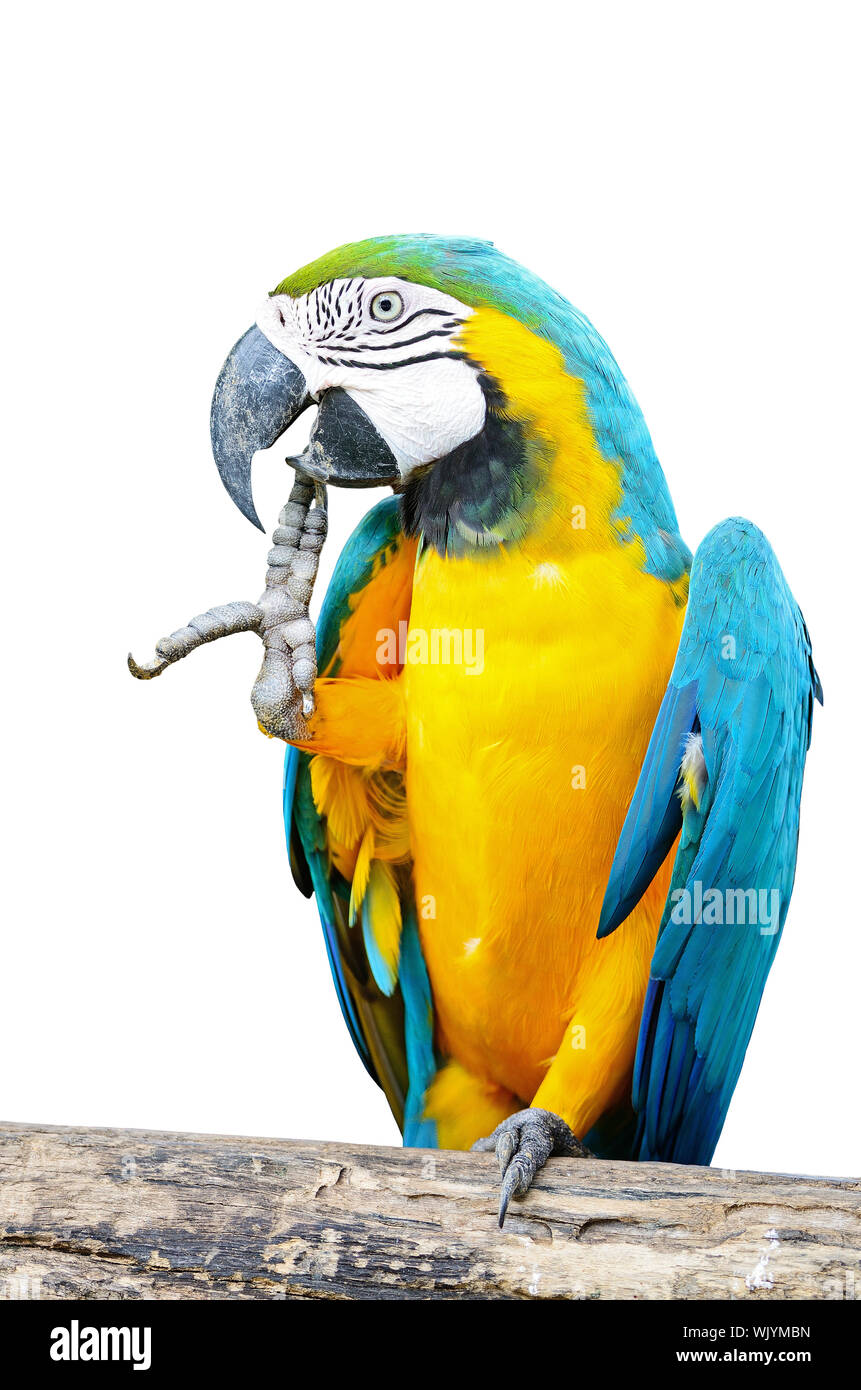 Illustration of Bird Aviary Cages For Blue And Gold Macaws