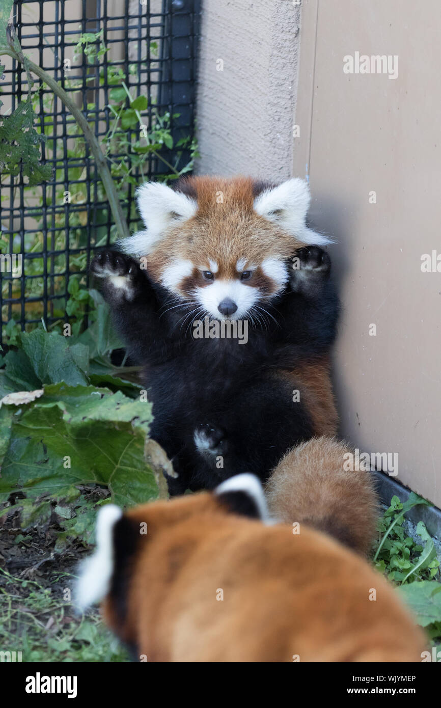 Panda In Cage Hi Res Stock Photography And Images Alamy