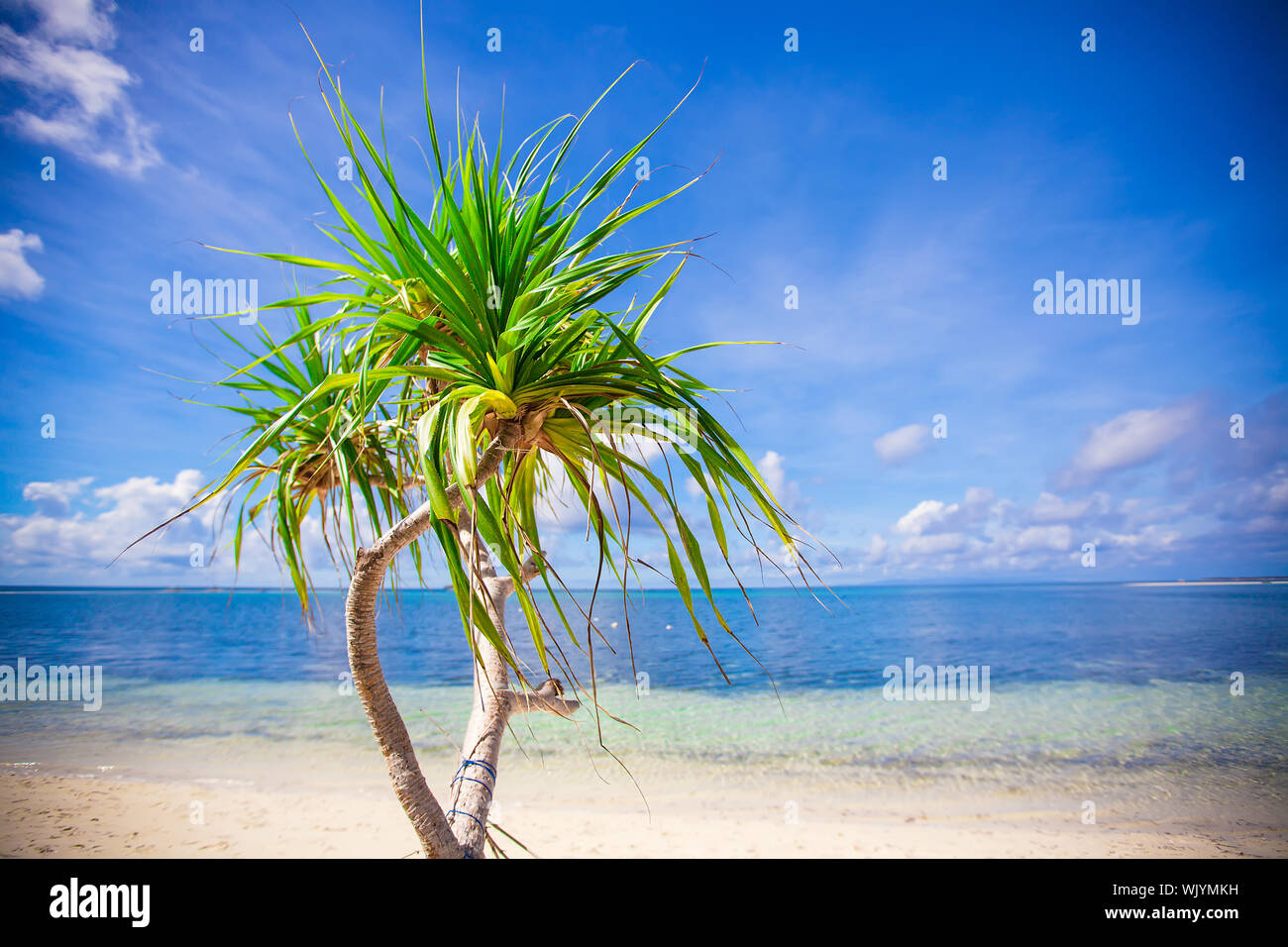 Little tropical coconut palm tree in desert island background blue sky ...