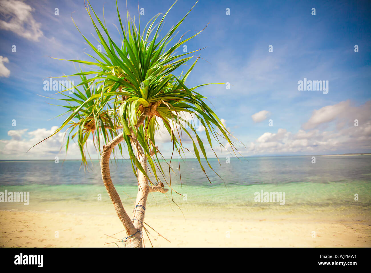 Little tropical coconut palm tree in desert island background blue sky ...