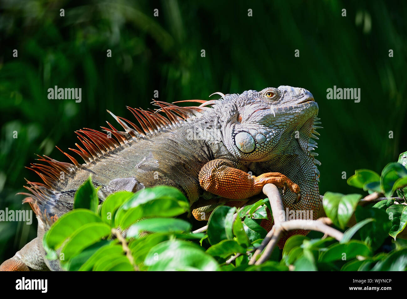 Male Green Iguana (Iguana iguana), standing on tree branch Stock Photo