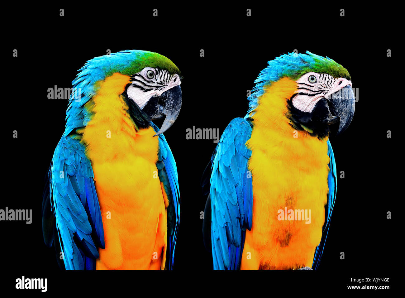 View of Colorful Macaw, Blue and Gold Macaw aviary Stock Photo - Alamy