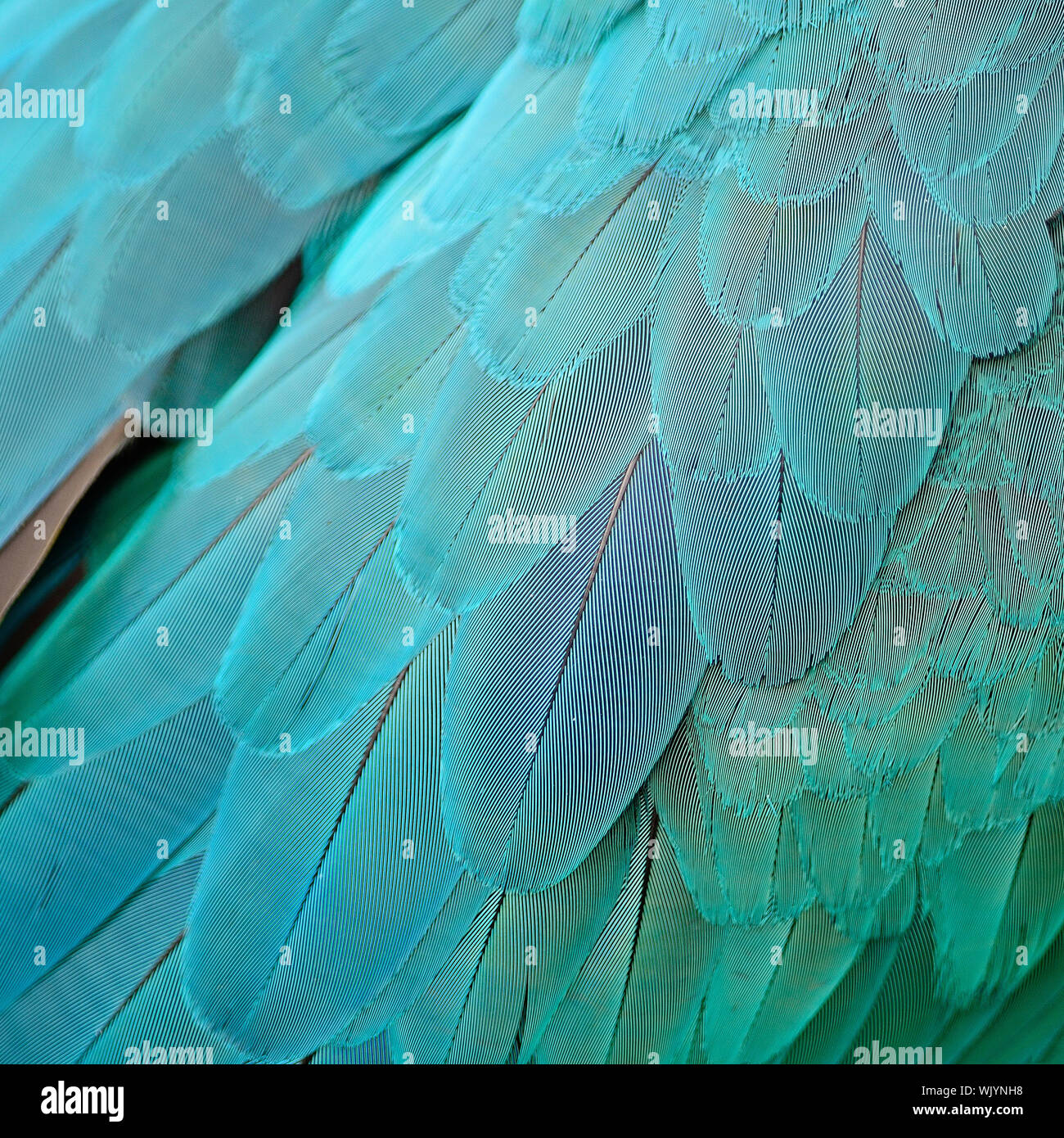 Pattern of Blue and Gold Macaw feathers Stock Photo Alamy