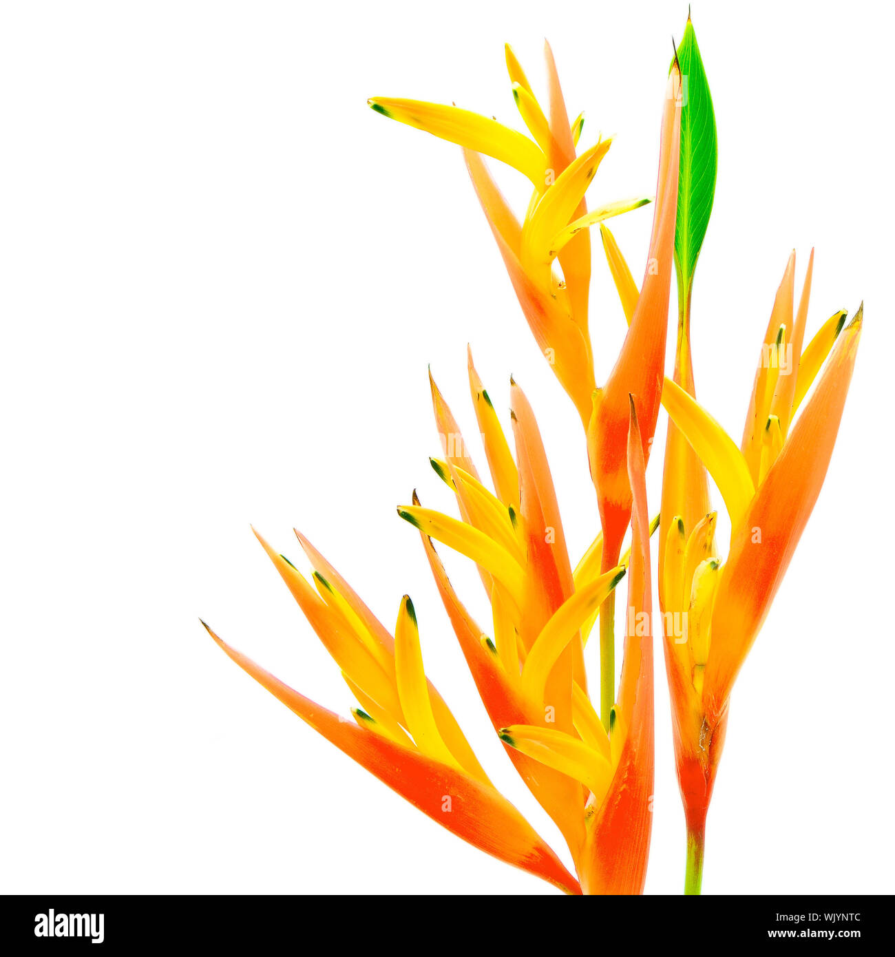 Orange Heliconia flower, Heliconia psittacorum, tropical flower