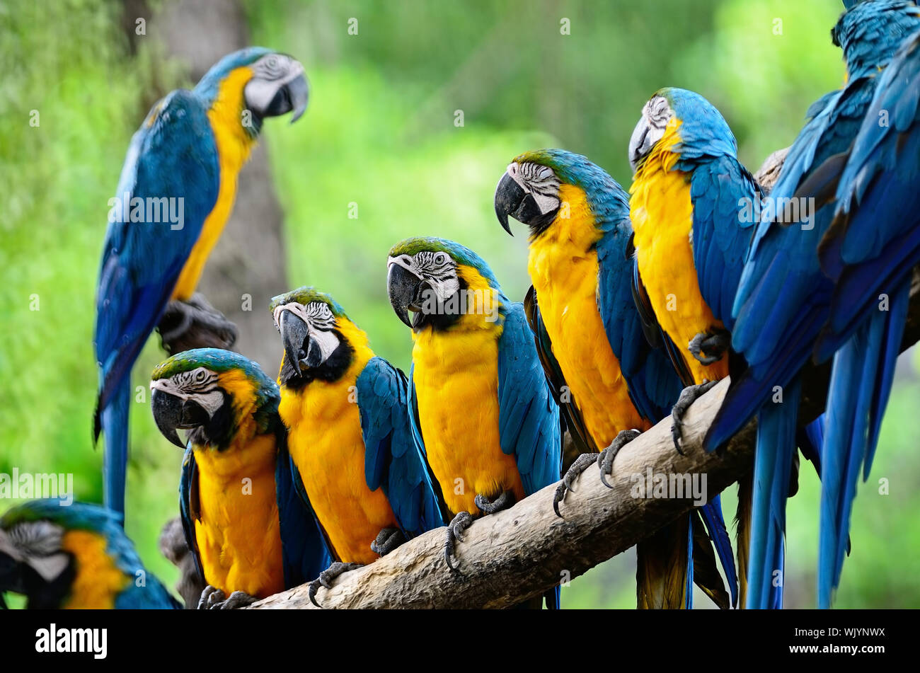 Colorful Macaw, Blue and Gold Macaw aviary, standing on the log Stock ...