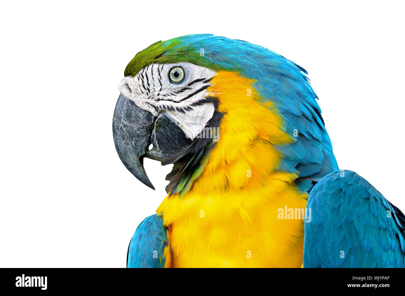 View of Blue and Gold Macaw aviary, isolated on a white background Stock Photo ...