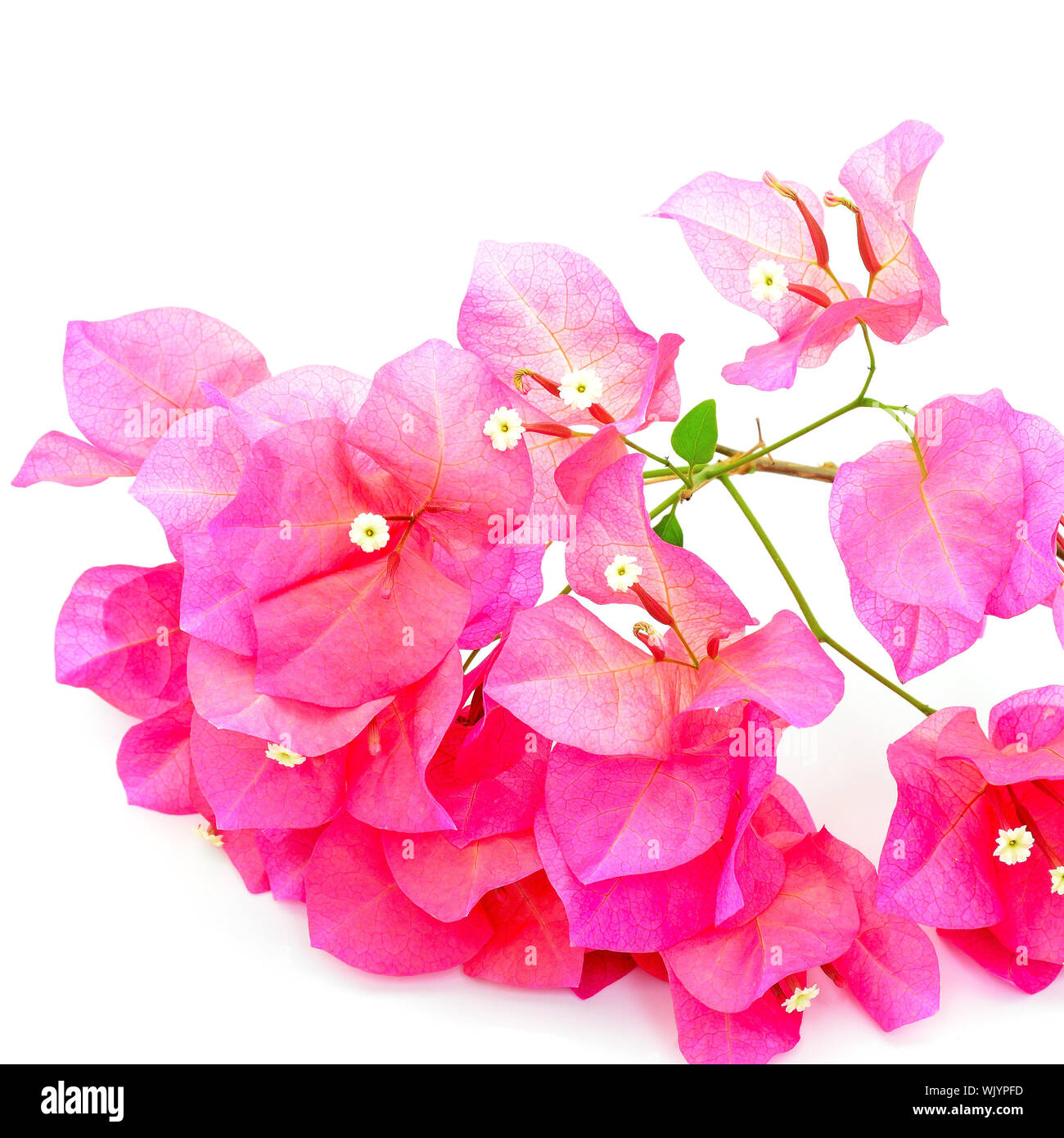 Tropical Bougainvillea flower, isolated on a white background Stock Photo