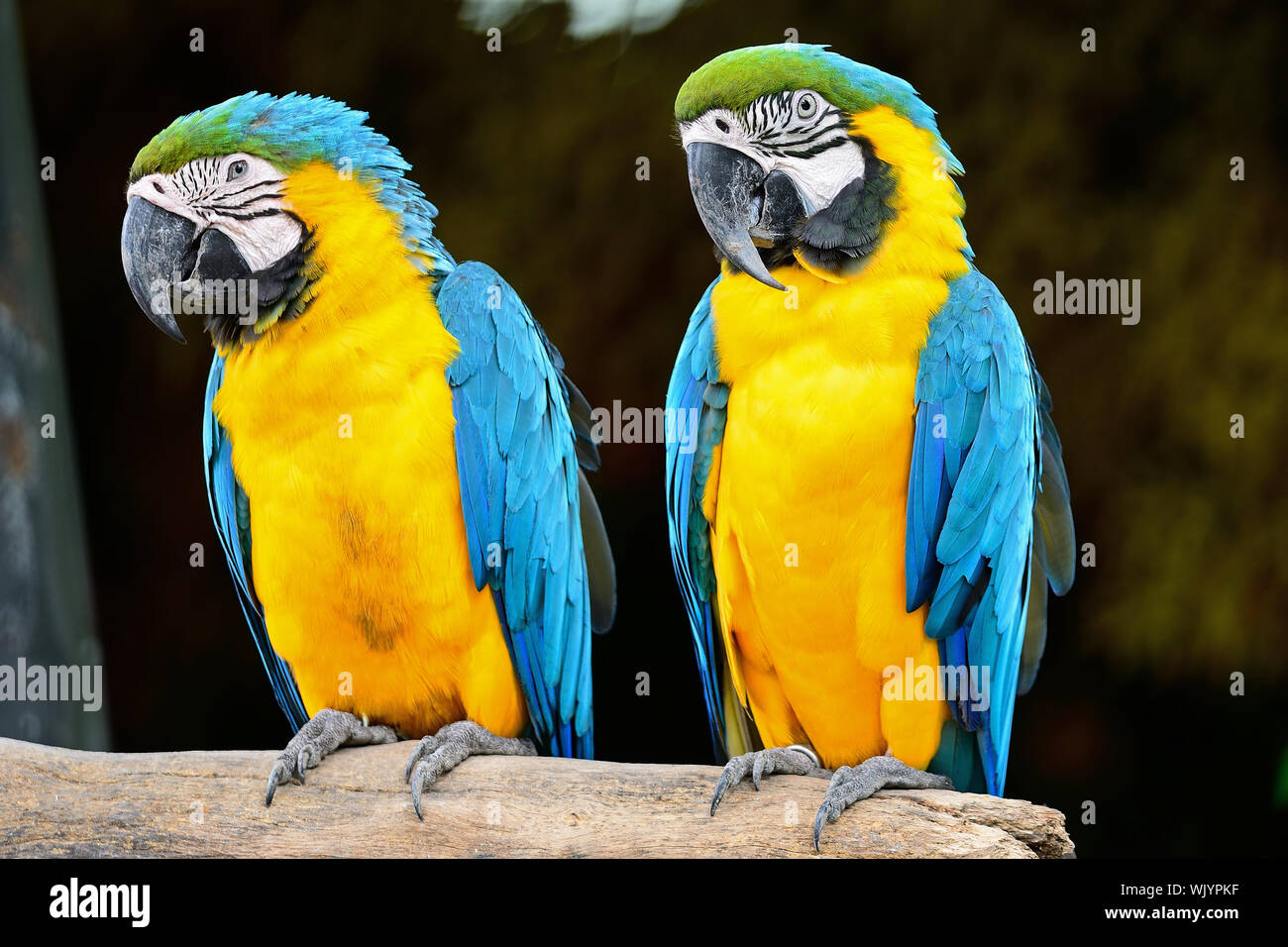 Curated visual reference: Fresh Look at Colorful Of Blue And Gold Macaw Aviary Sitting On The