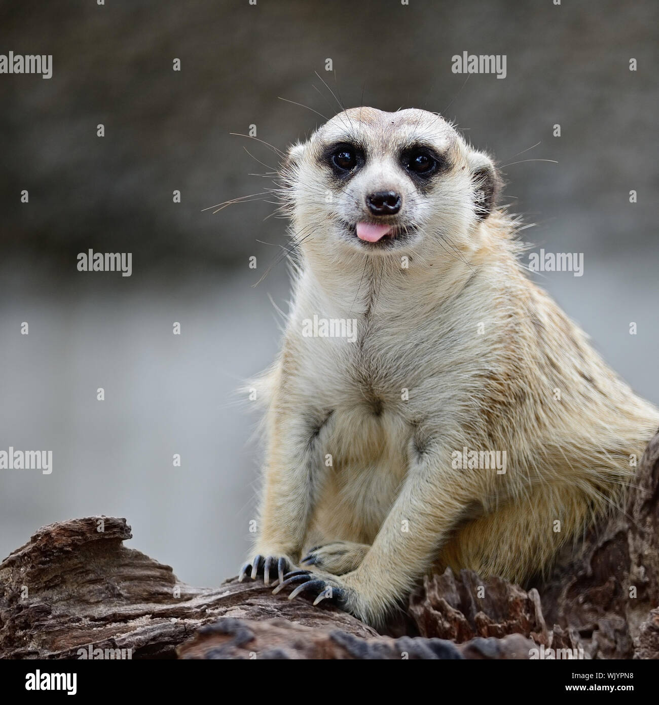 Cute Suricate or Meerkat (Suricata suricatta), sitting on the log Stock Photo