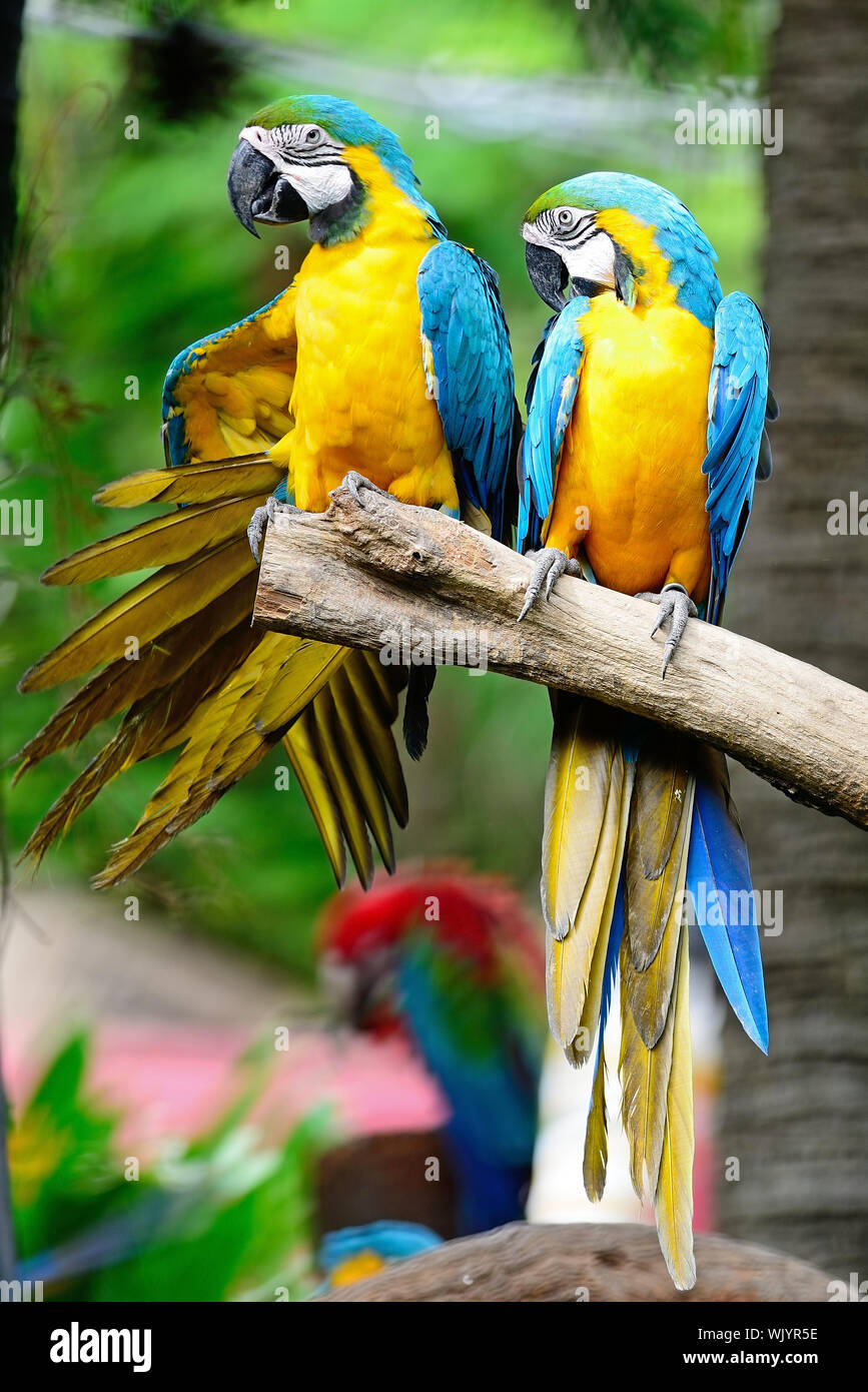Colorful Macaw, Blue and Gold Macaw aviary, standing on the log Stock ...