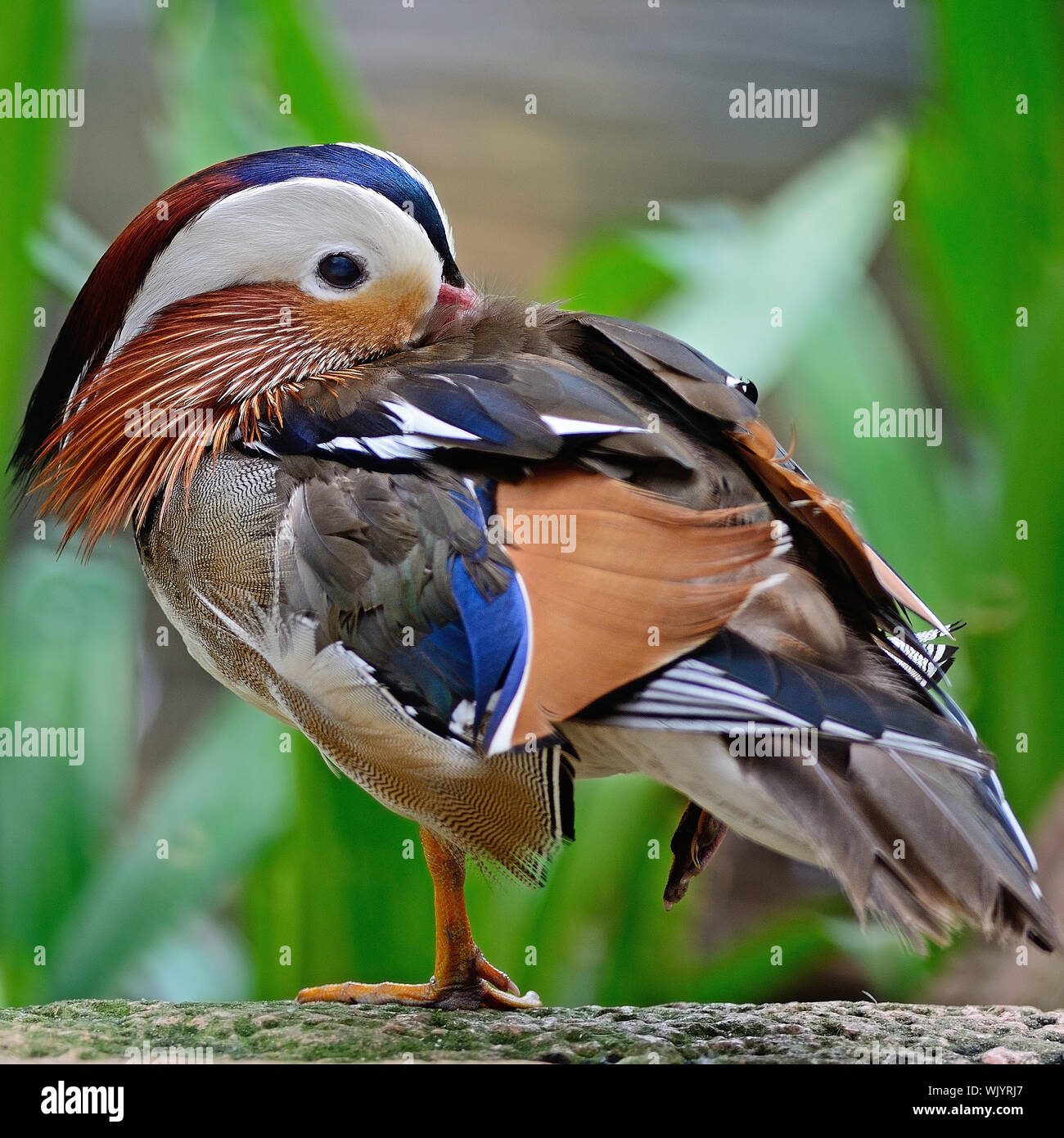 Colorful of male Mandarin Duck (Aix galericulata Stock Photo - Alamy