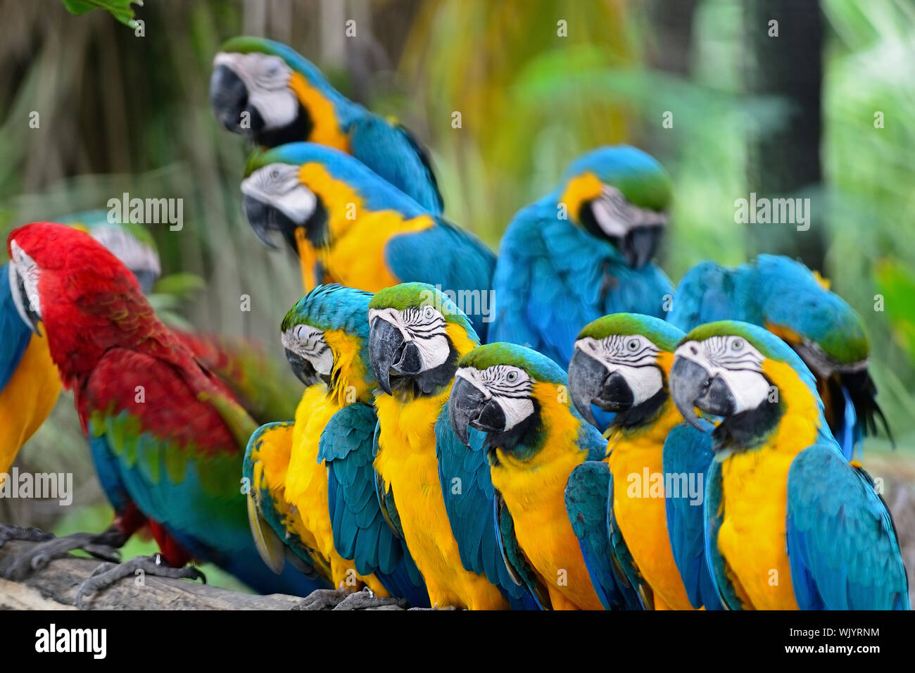 View of Colorful Macaw, Blue and Gold Macaw aviary, standing on the log Stock ...