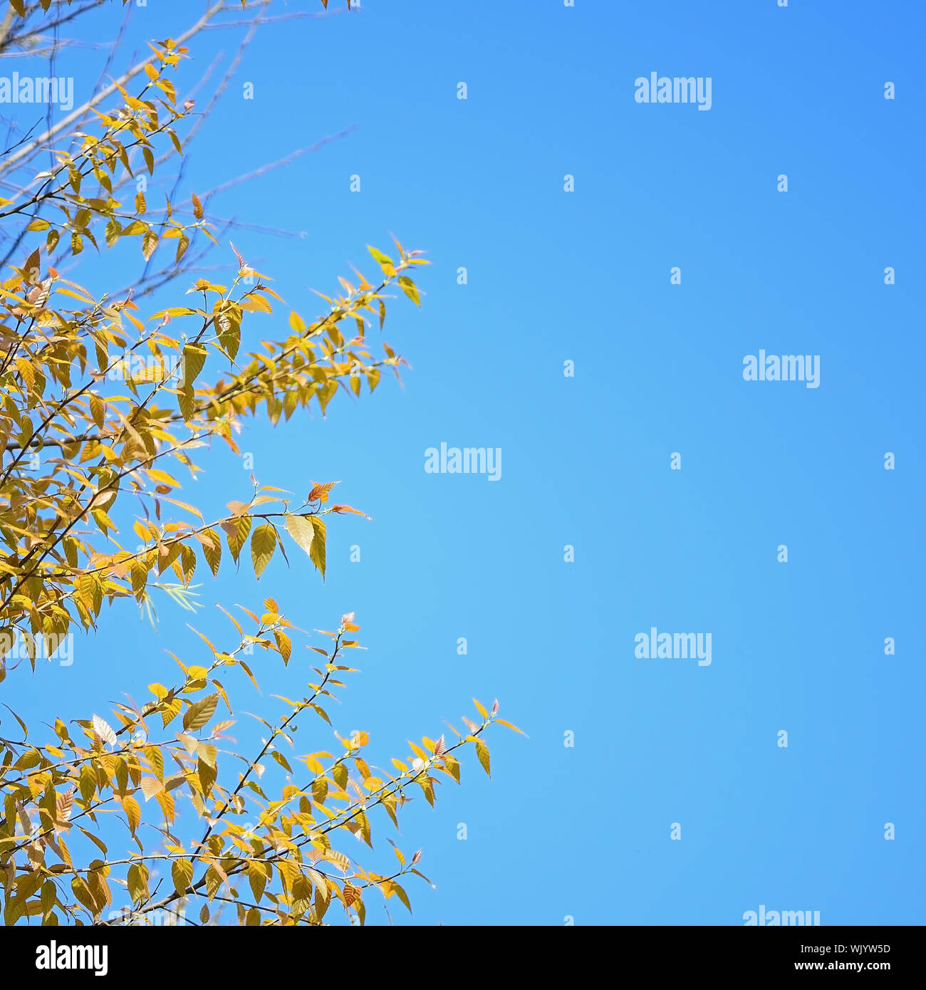 Beautiful Blue Sky Background in tree branch Stock Photo - Alamy