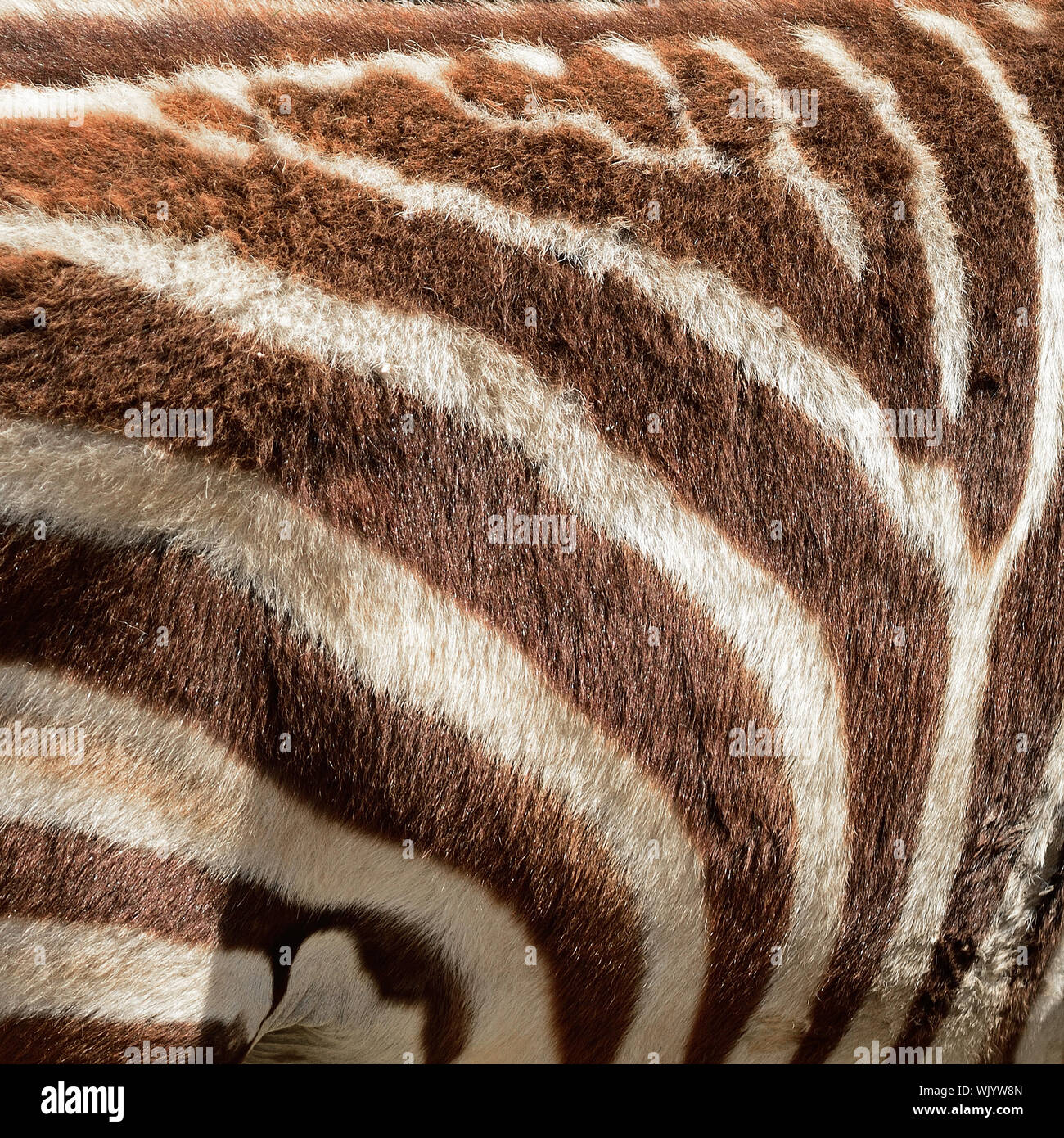 Texture of Common Zebra skin background Stock Photo - Alamy