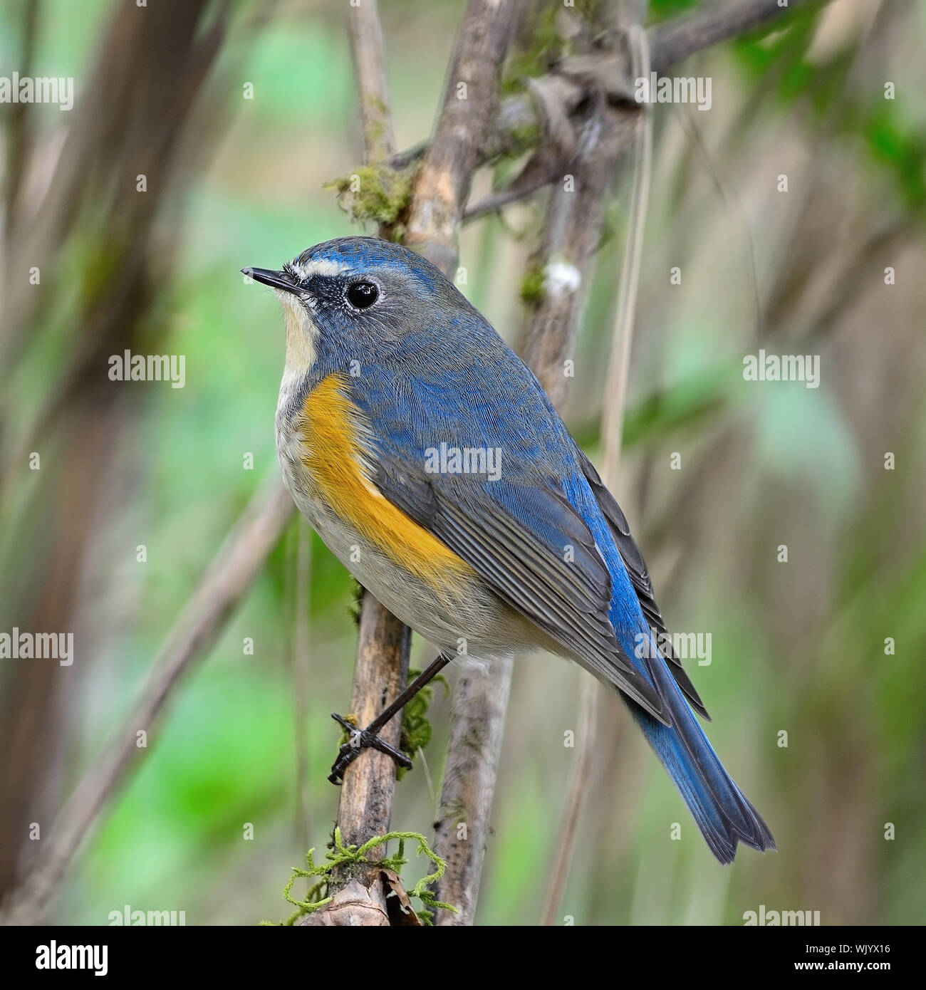 Premium Photo  Red-flanked bluetail tarsiger cyanurus beautiful