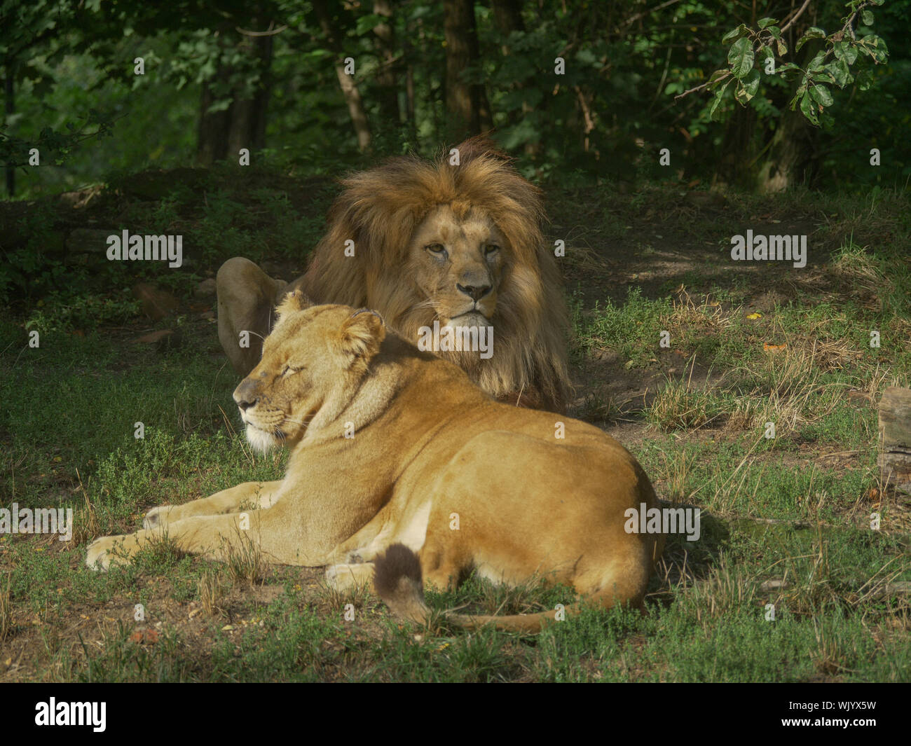 Scenic Close up portrait view couple of Lions relaxing Stock Photo