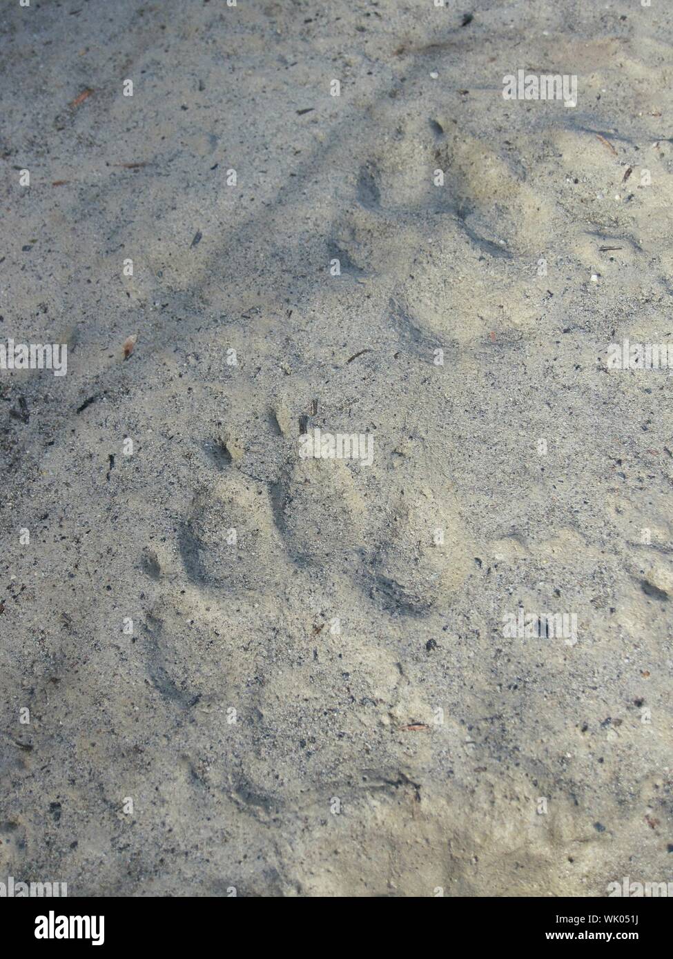 Animal Footprint On Loam Stock Photo