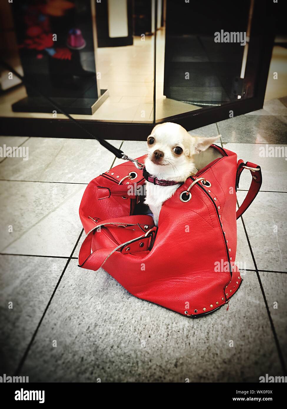 Portrait Of Chihuahua In Red Leather Bag At Shopping Mall Stock Photo