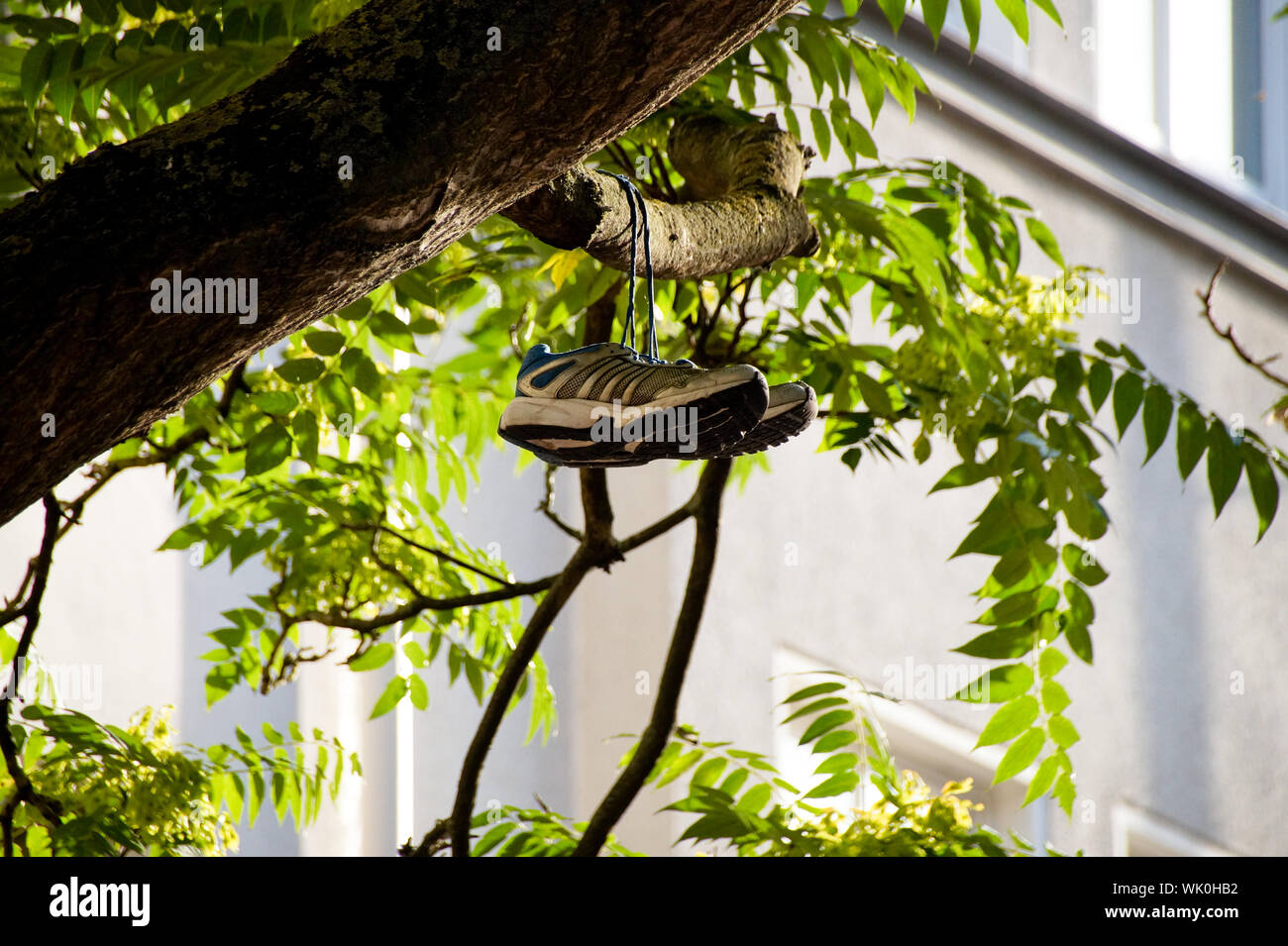 Shoes hanging in tree hires stock photography and images Alamy