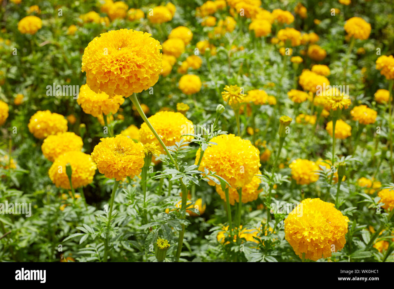 Close-up Of Yellow Marigold Flowers Blooming In Field Stock Photo