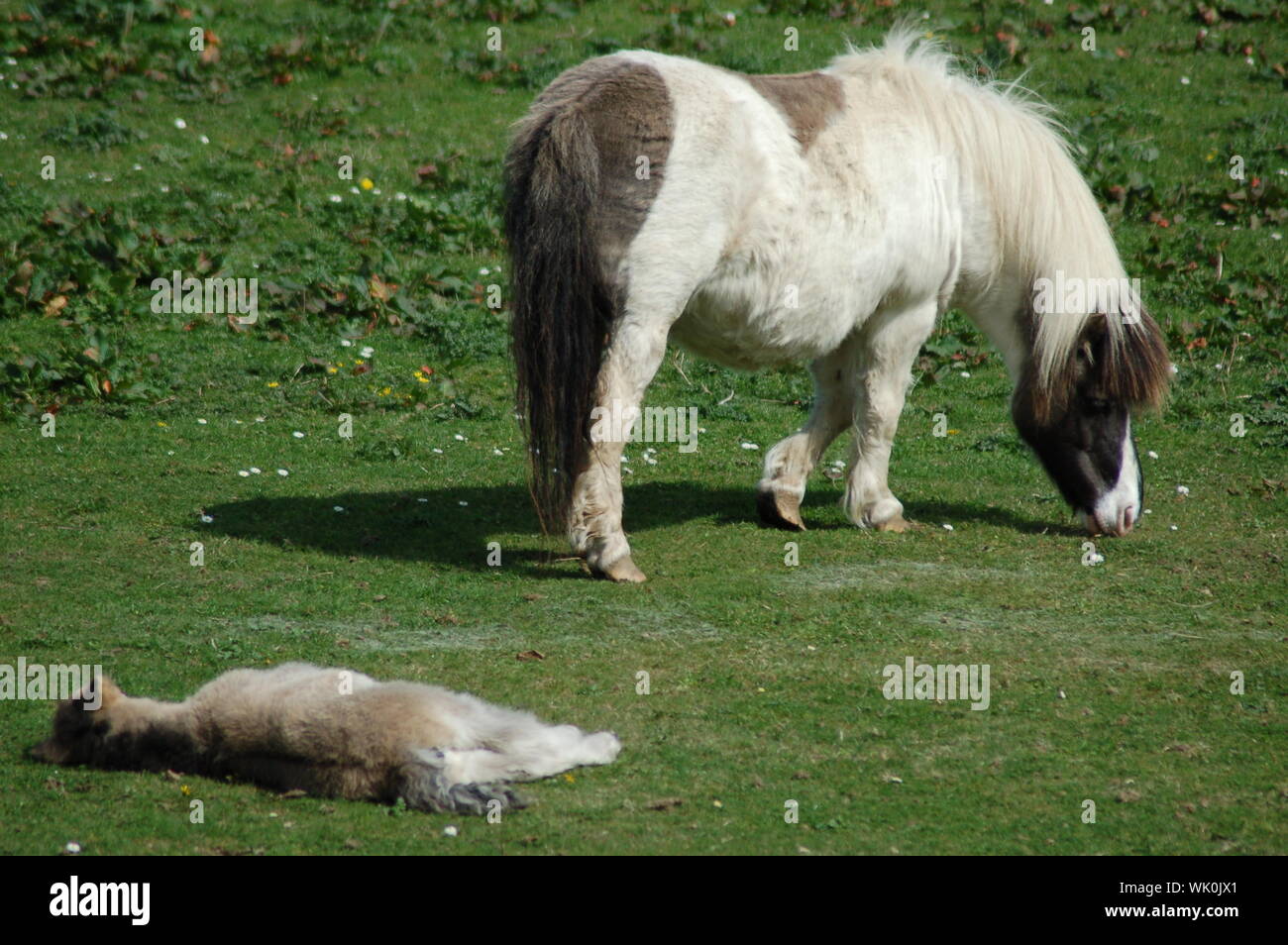 Horse lying down hires stock photography and images Alamy