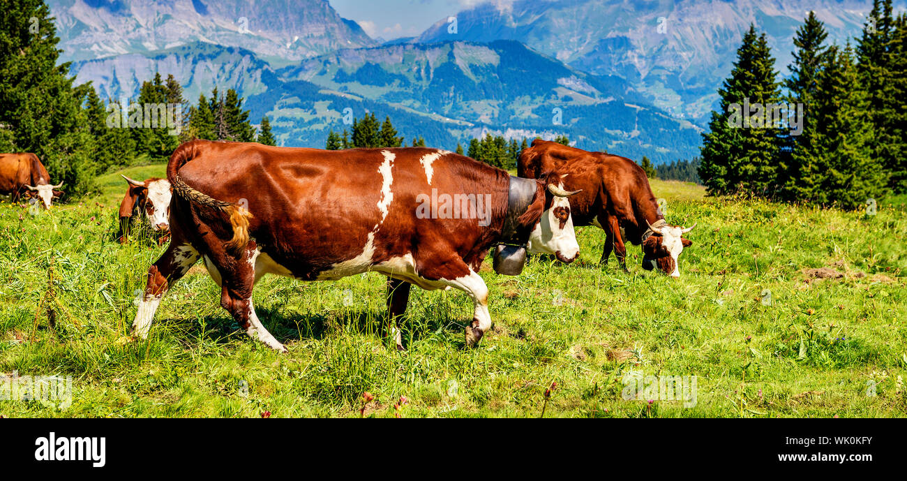 Cow, farm animal in the french alps, Abondance race cow, savy, beaufort sur Doron Stock Photo